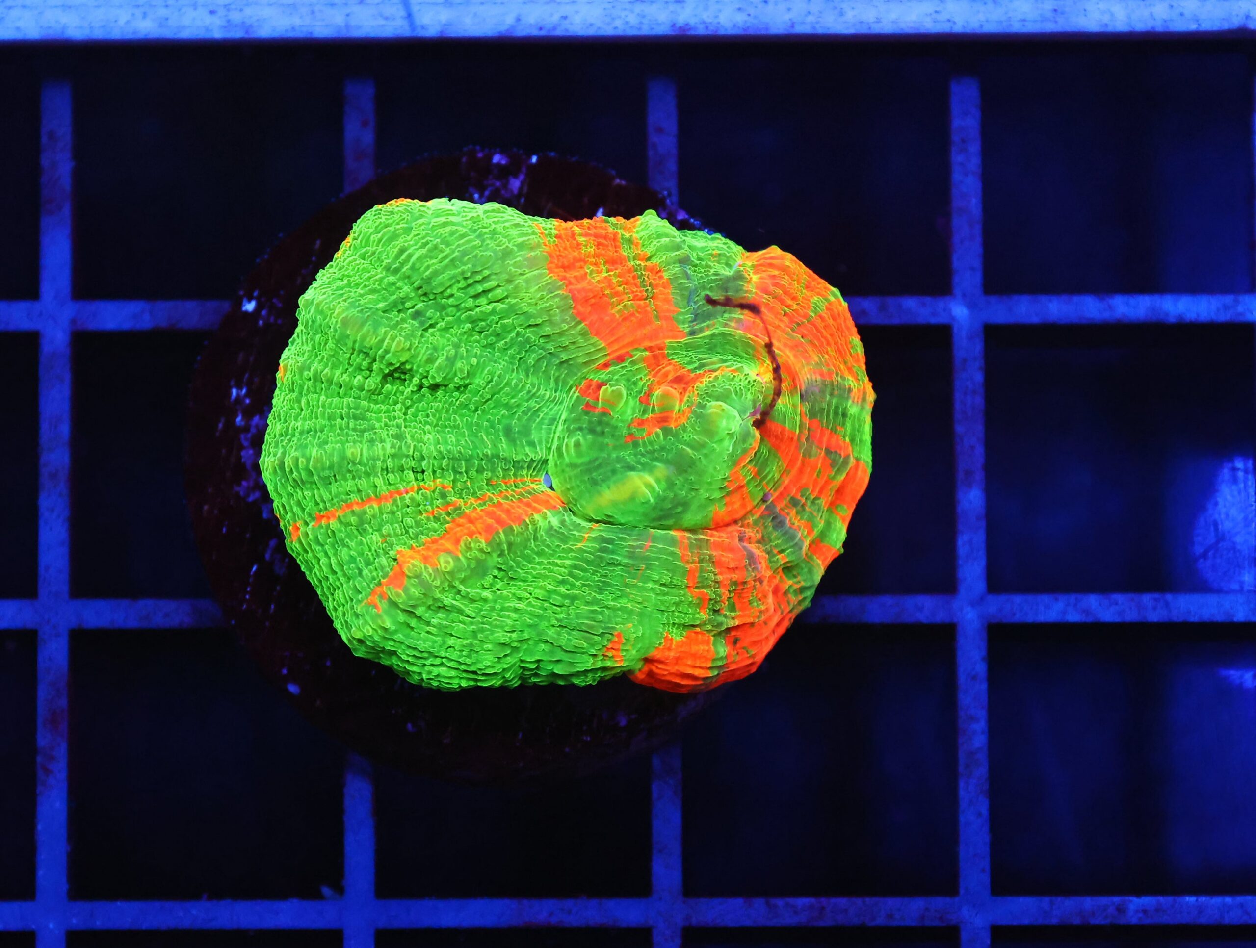 B54 -BLEEDING APPLE SCOLYMIA AUSTRALIS CULTURED