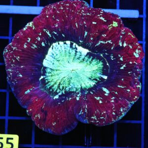 B55 -INDO NUCLEAR BLASTO TRACHY