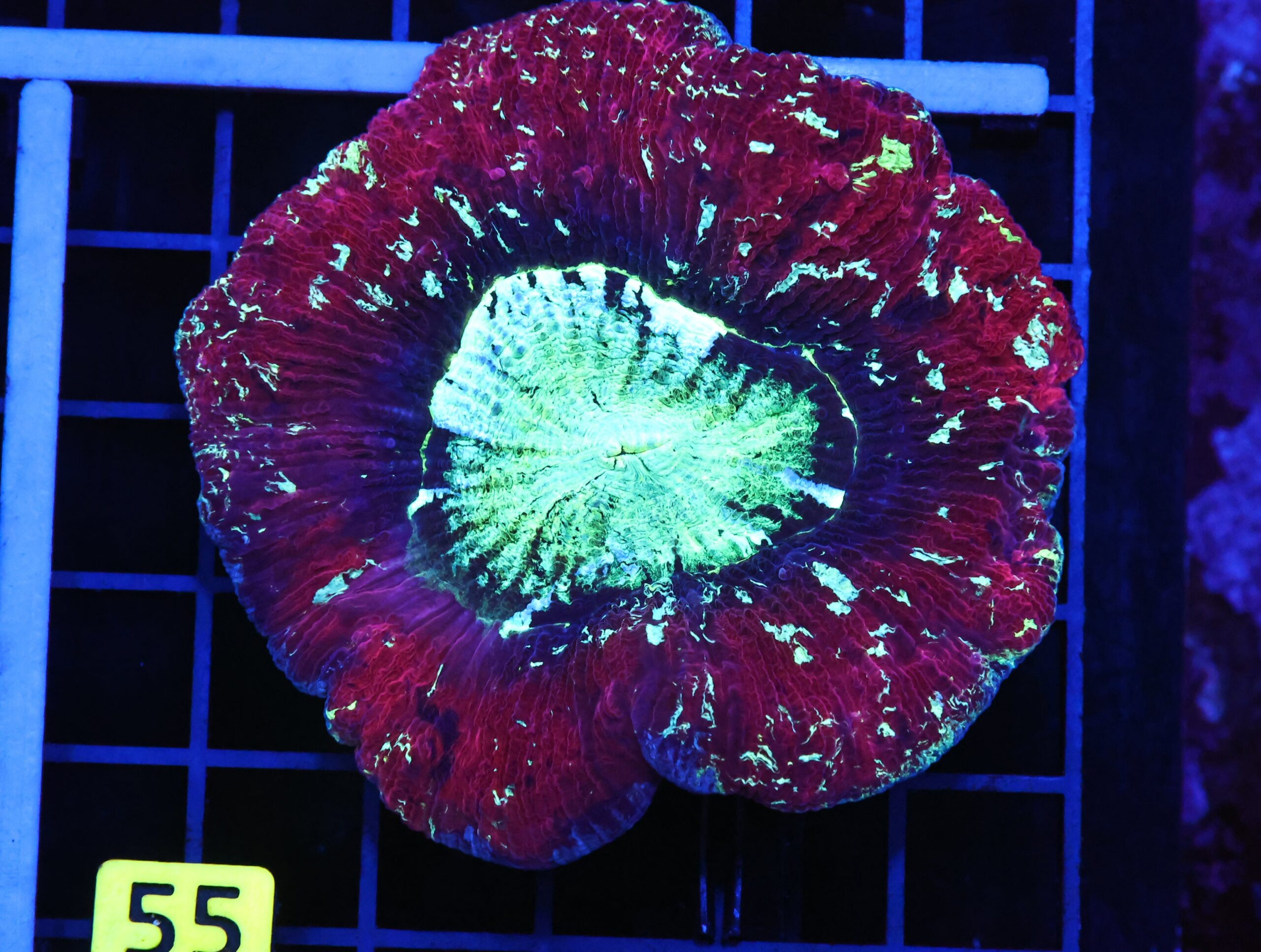 B55 -INDO NUCLEAR BLASTO TRACHY