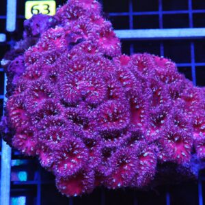 B58 -INDO PINK SURPRISE BLASTO