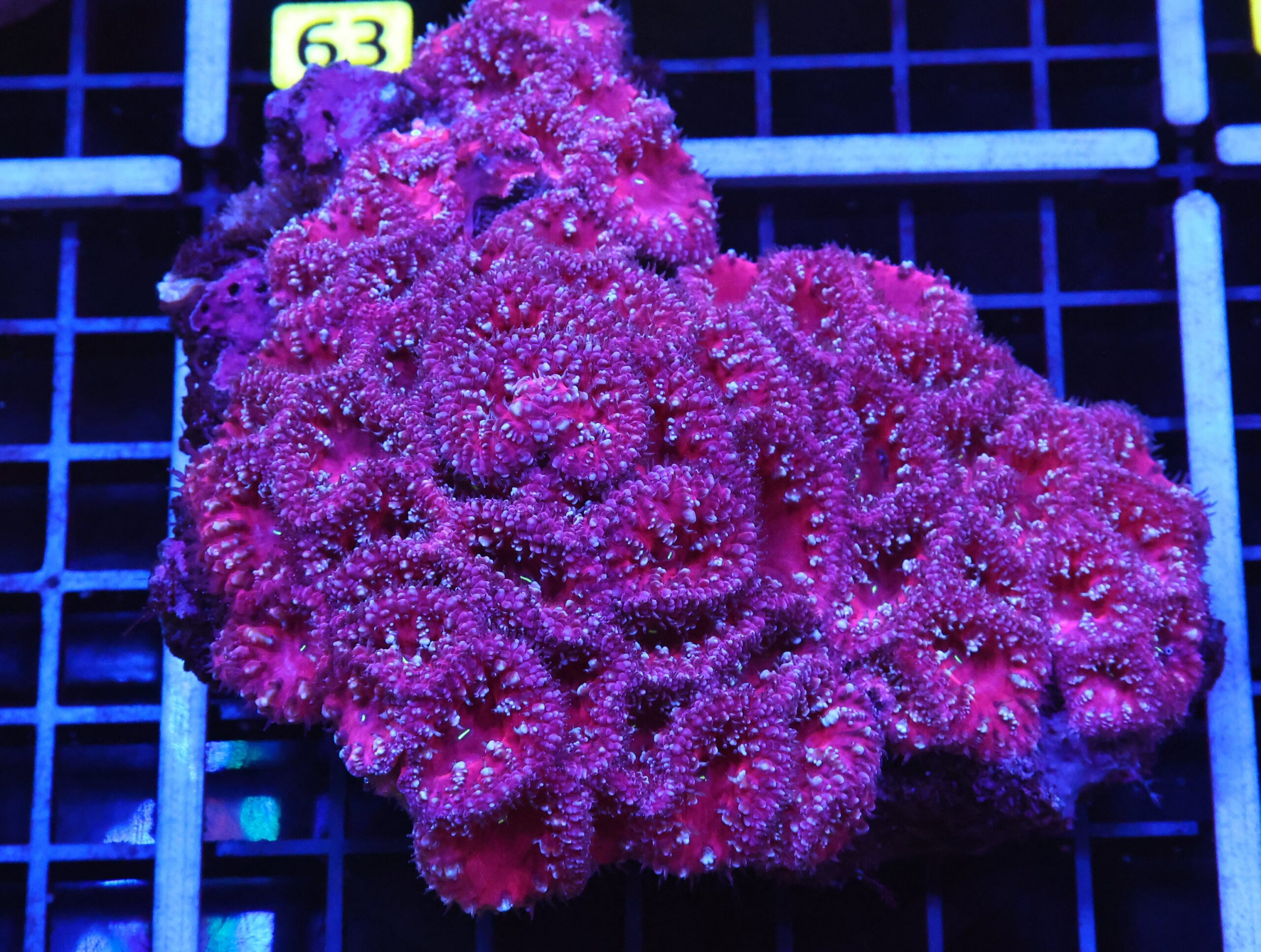 B58 -INDO PINK SURPRISE BLASTO