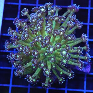 B59 -INDO GLITTER BOMB GONIOPORA