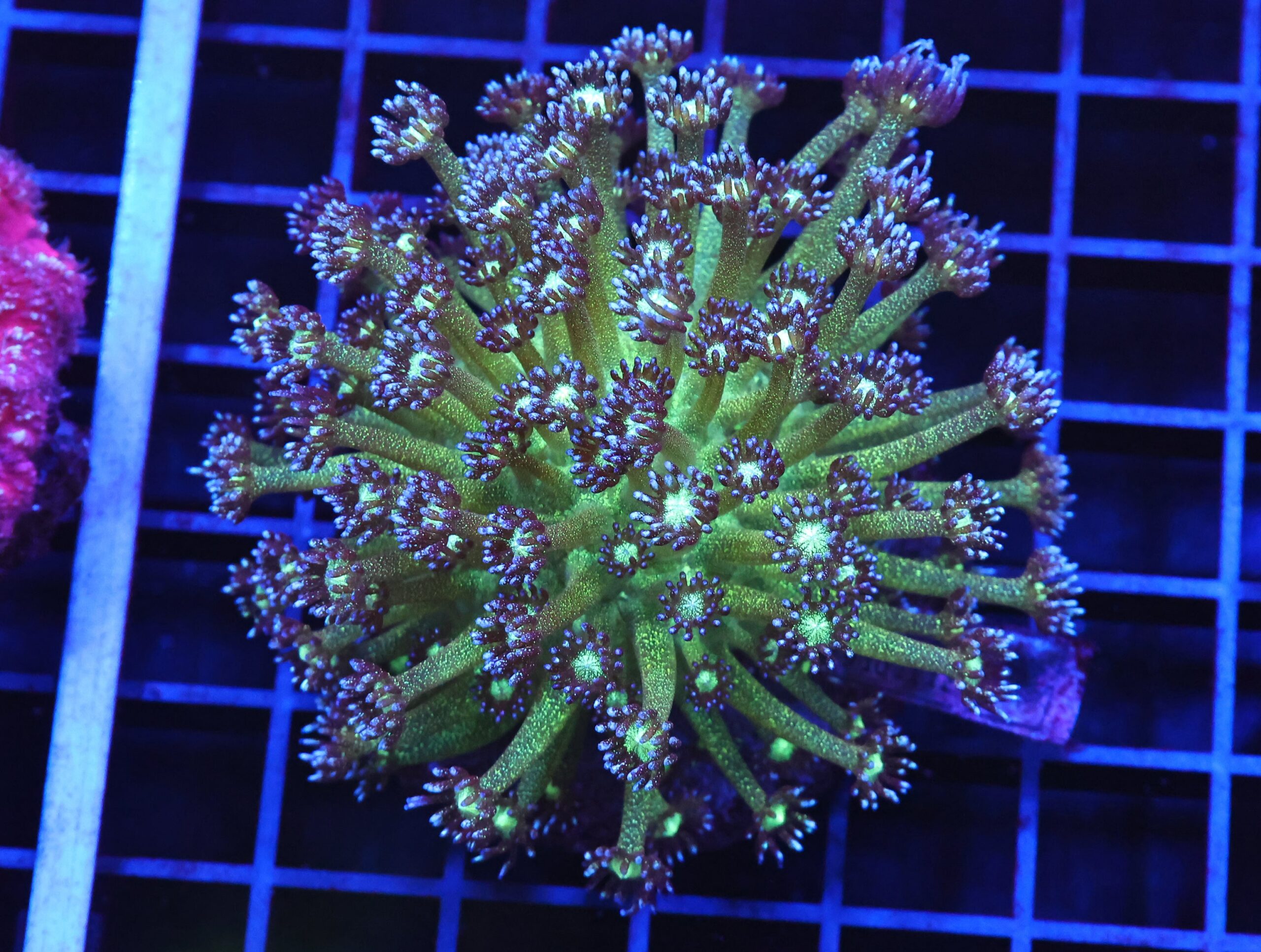 B59 -INDO GLITTER BOMB GONIOPORA