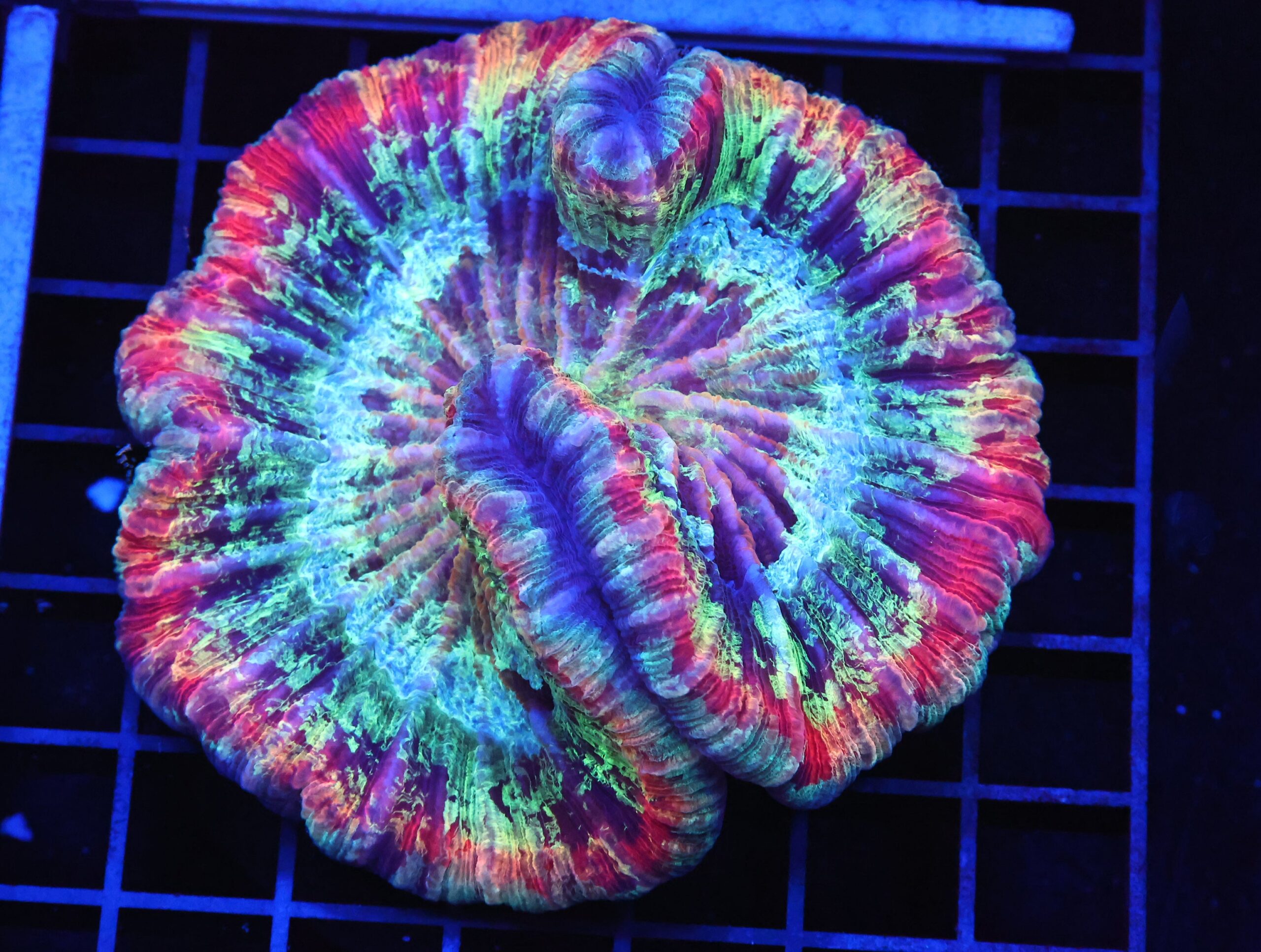 B76 -INDO RAINBOW TRACHY