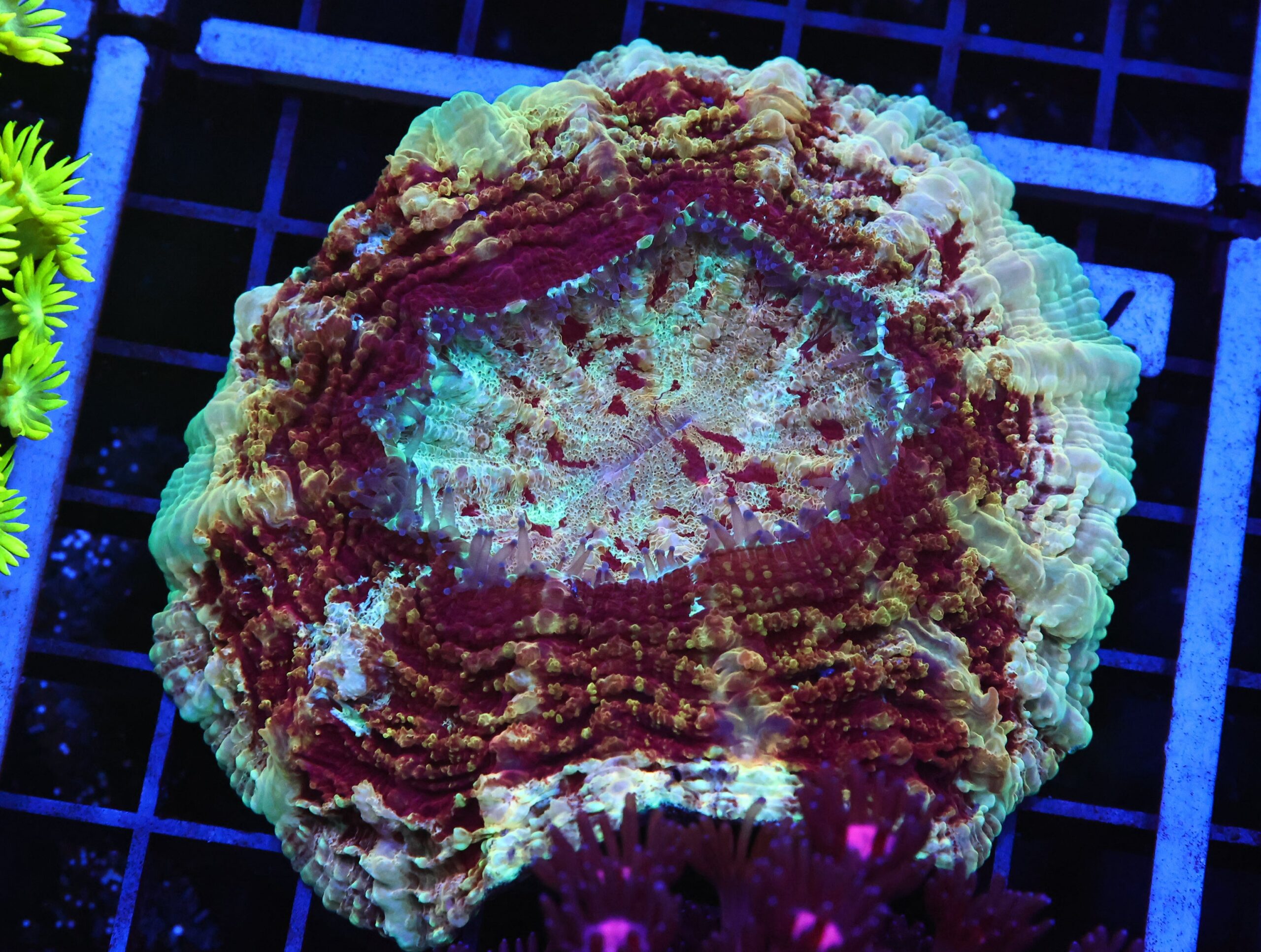 B78 -MALAYSIAN GALAXY ACANTHOPHYLLIA