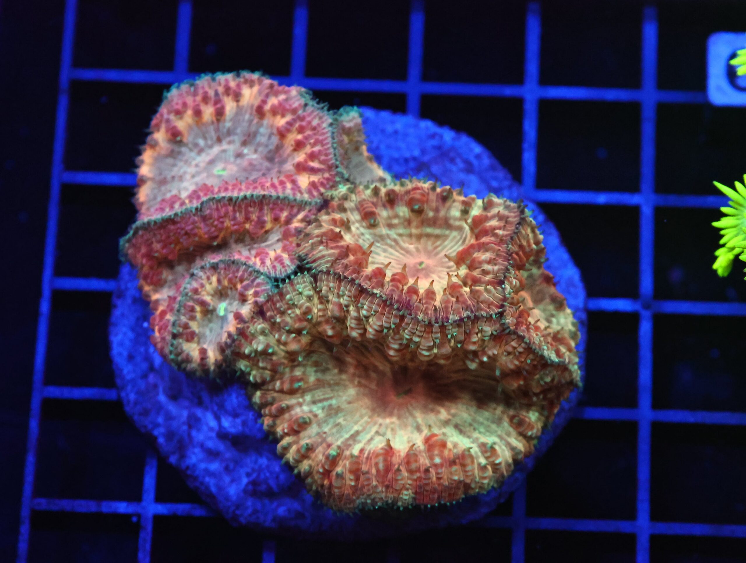 B80 -INDO GOLDEN JEWEL BLASTO