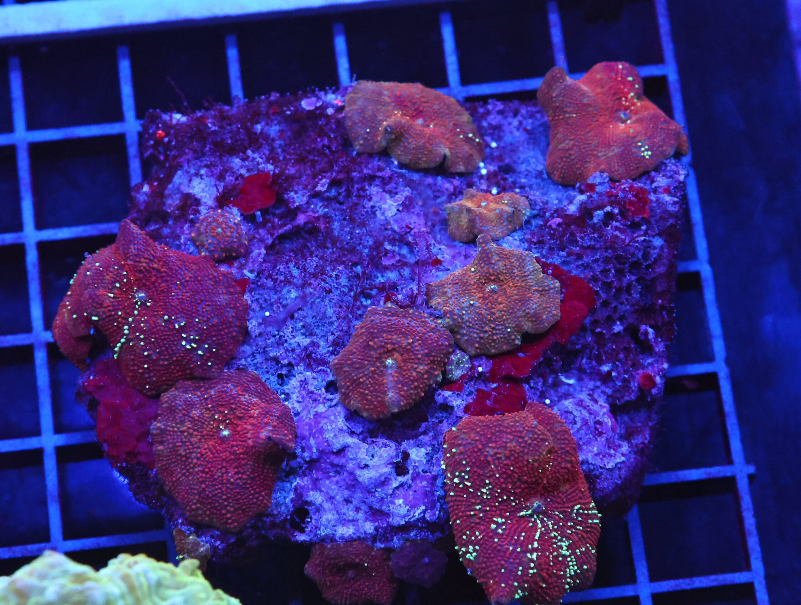 B81 -RED DEVIL DISCO MUSHROOM