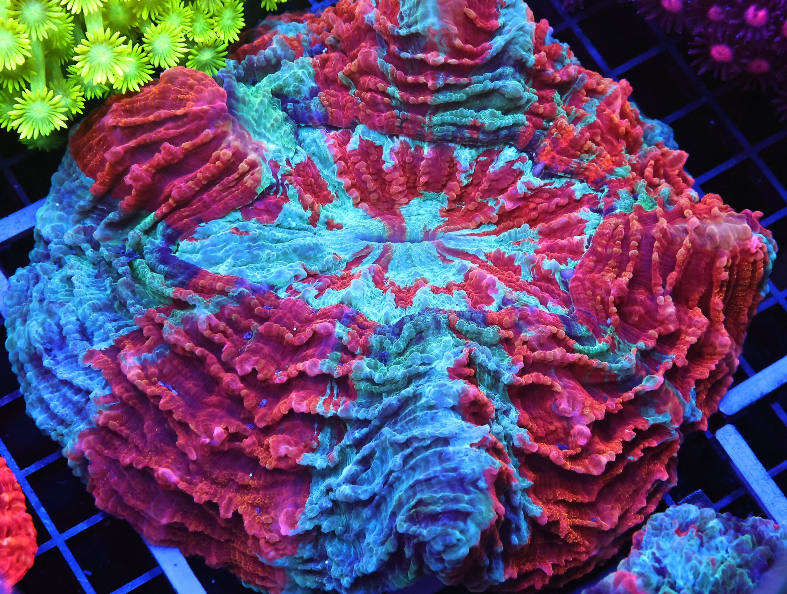 B84 -MALAYSIAN SUPERMAN ACANTHOPHYLLIA