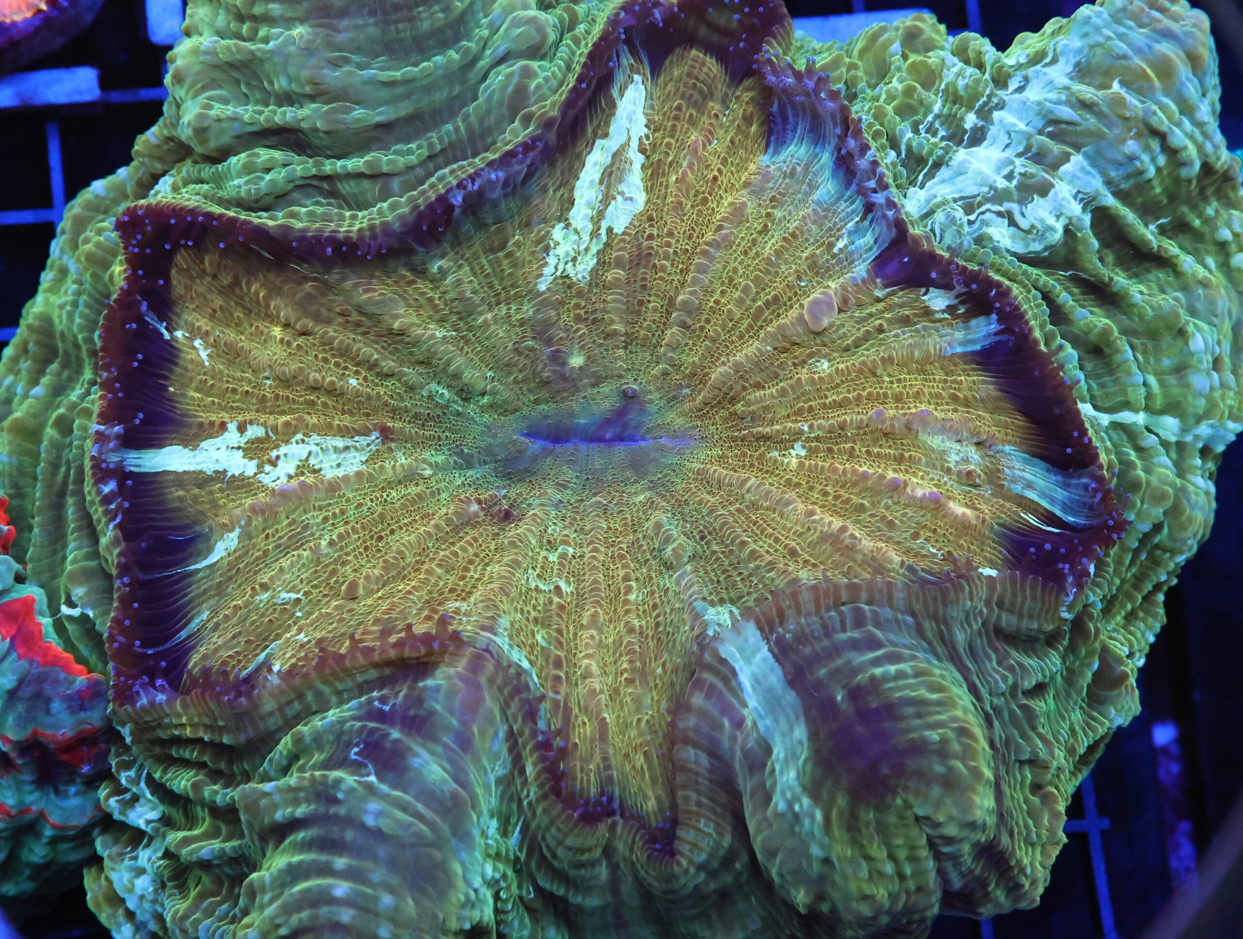 B86 -INDO POT OF GOLD ACANTHOPHYLLIA