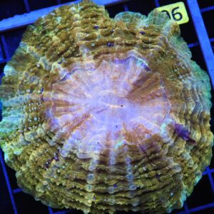 B90 -INDO POT OF GOLD ACANTHOPHYLLIA