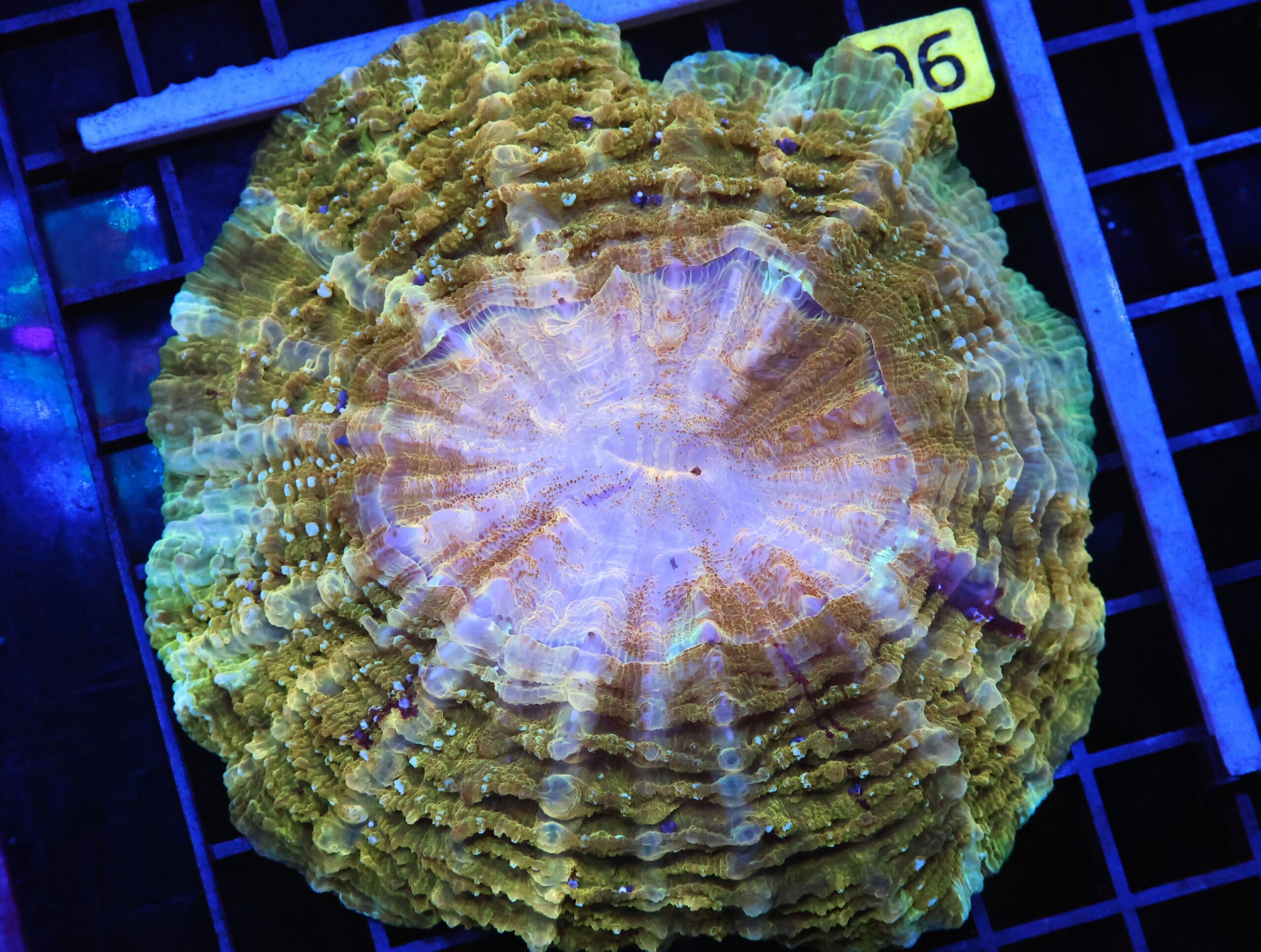 B90 -INDO POT OF GOLD ACANTHOPHYLLIA