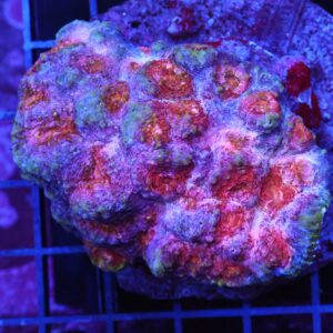 B91 -INDO BUBBLE GUM CHALICE