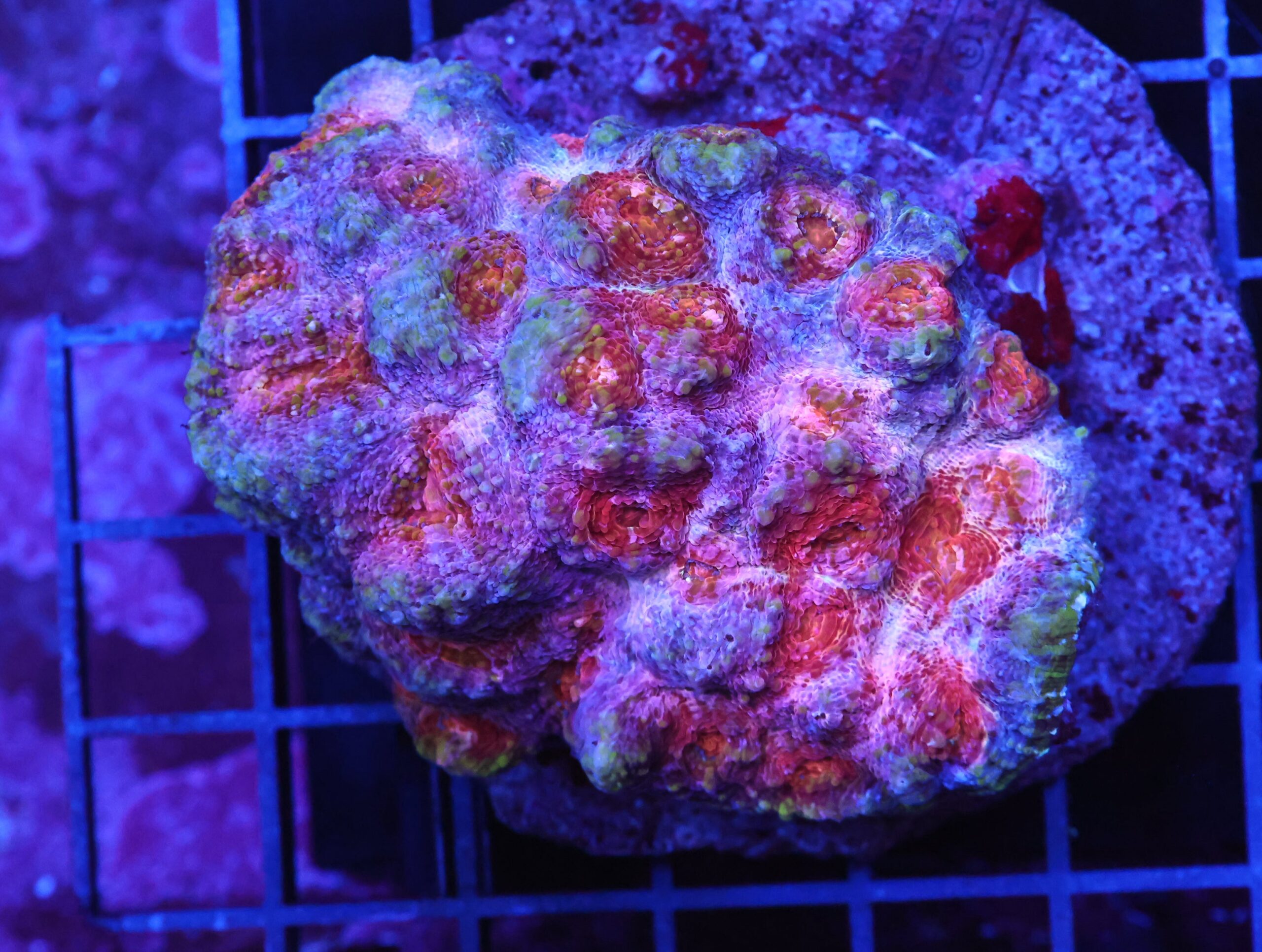 B91 -INDO BUBBLE GUM CHALICE