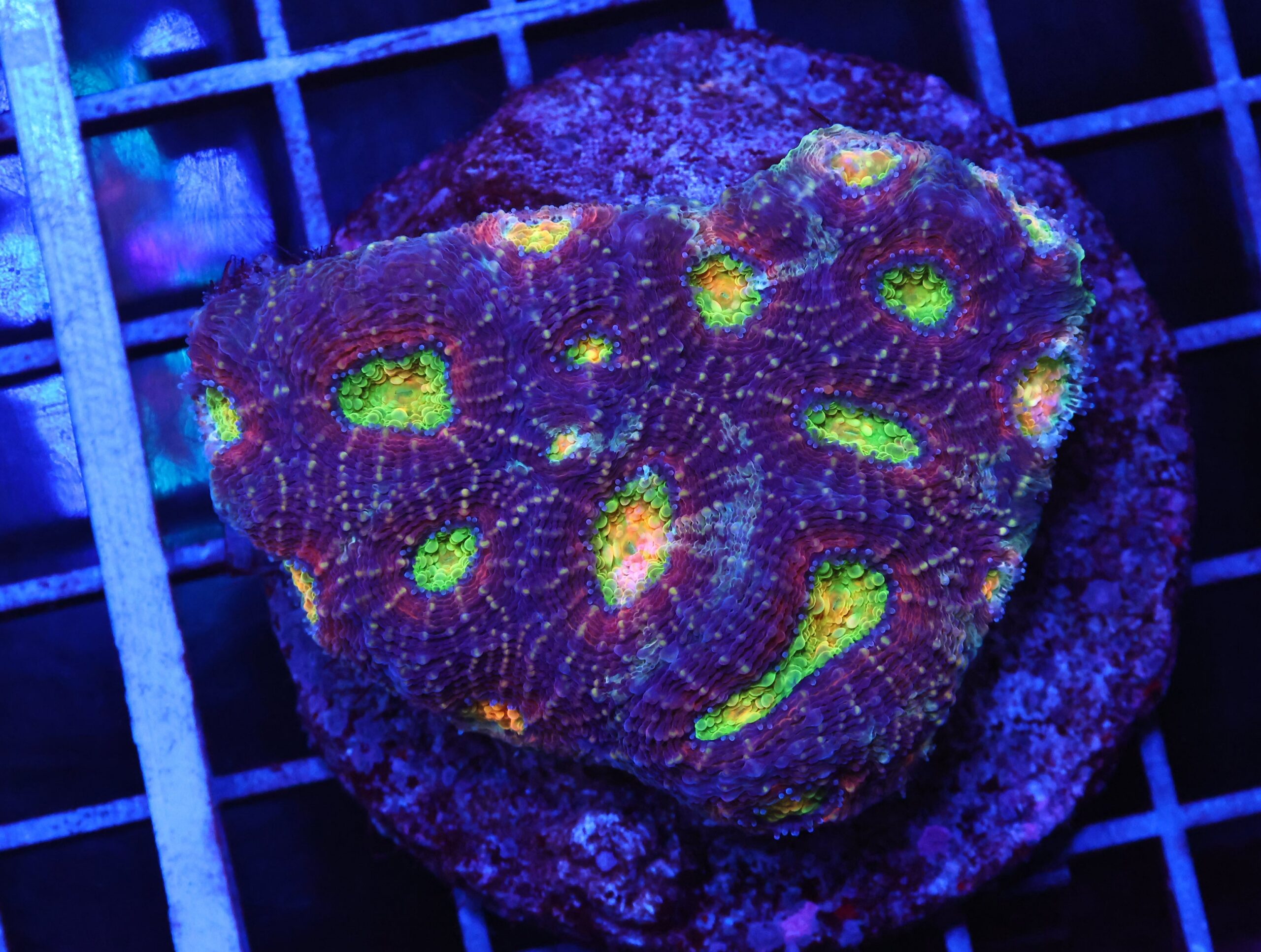 B94 -INDO RAINBOW EYE ACAN ECHINATA