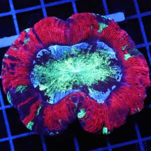 B95 -INDO NUCLEAR BLASTO TRACHY