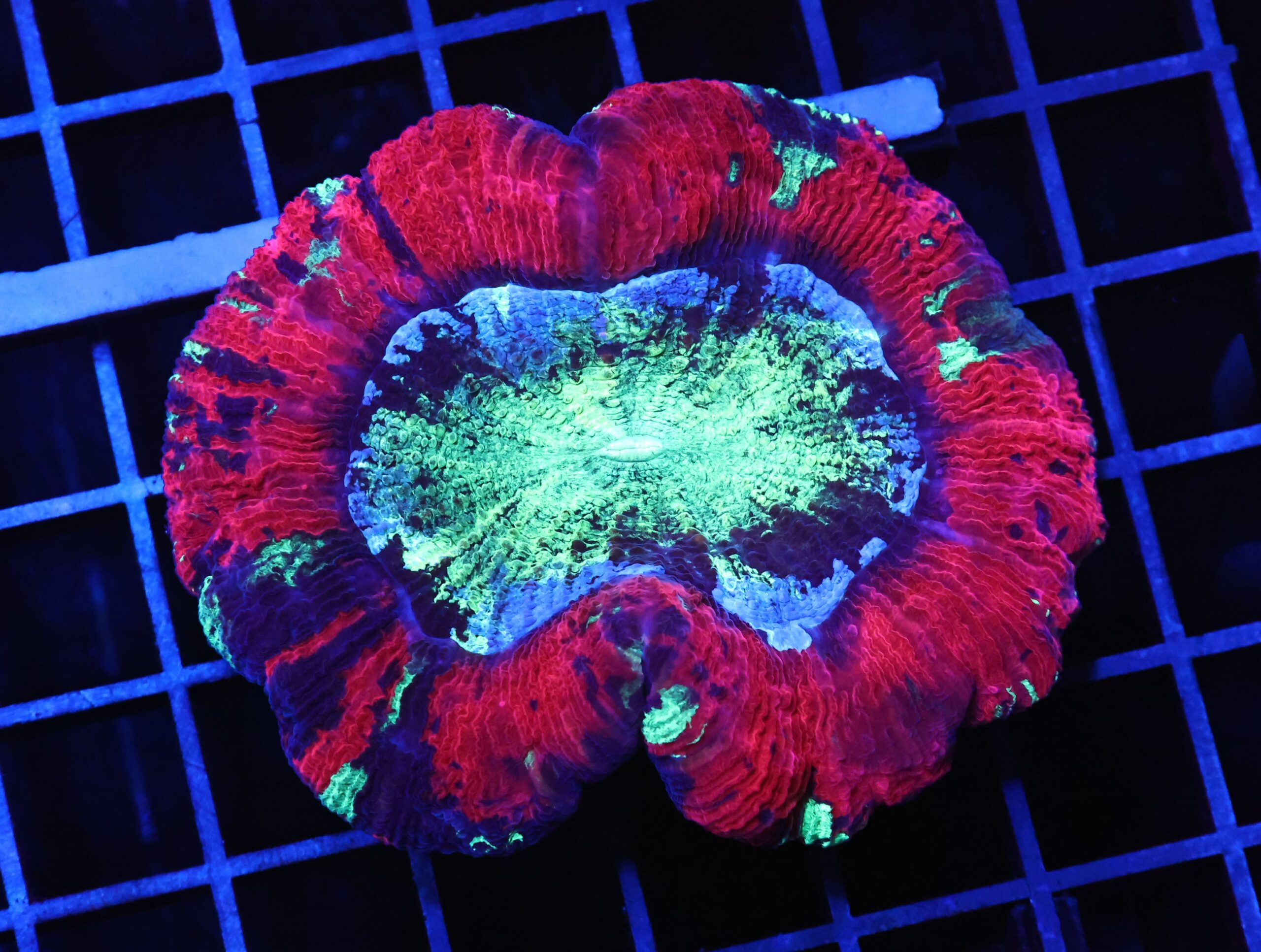 B95 -INDO NUCLEAR BLASTO TRACHY