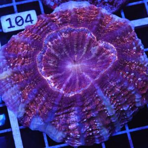 B99 -INDO GOLD DUST ACANTHOPHYLLIA