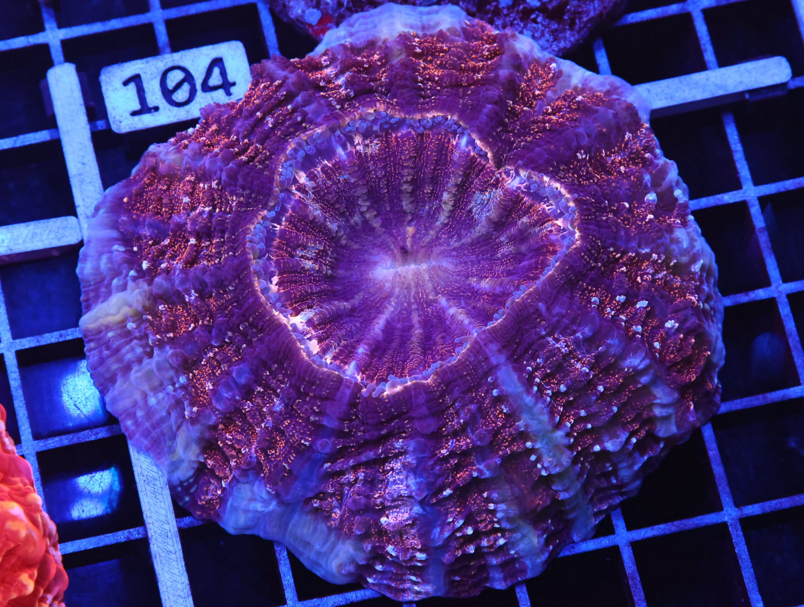 B99 -INDO GOLD DUST ACANTHOPHYLLIA