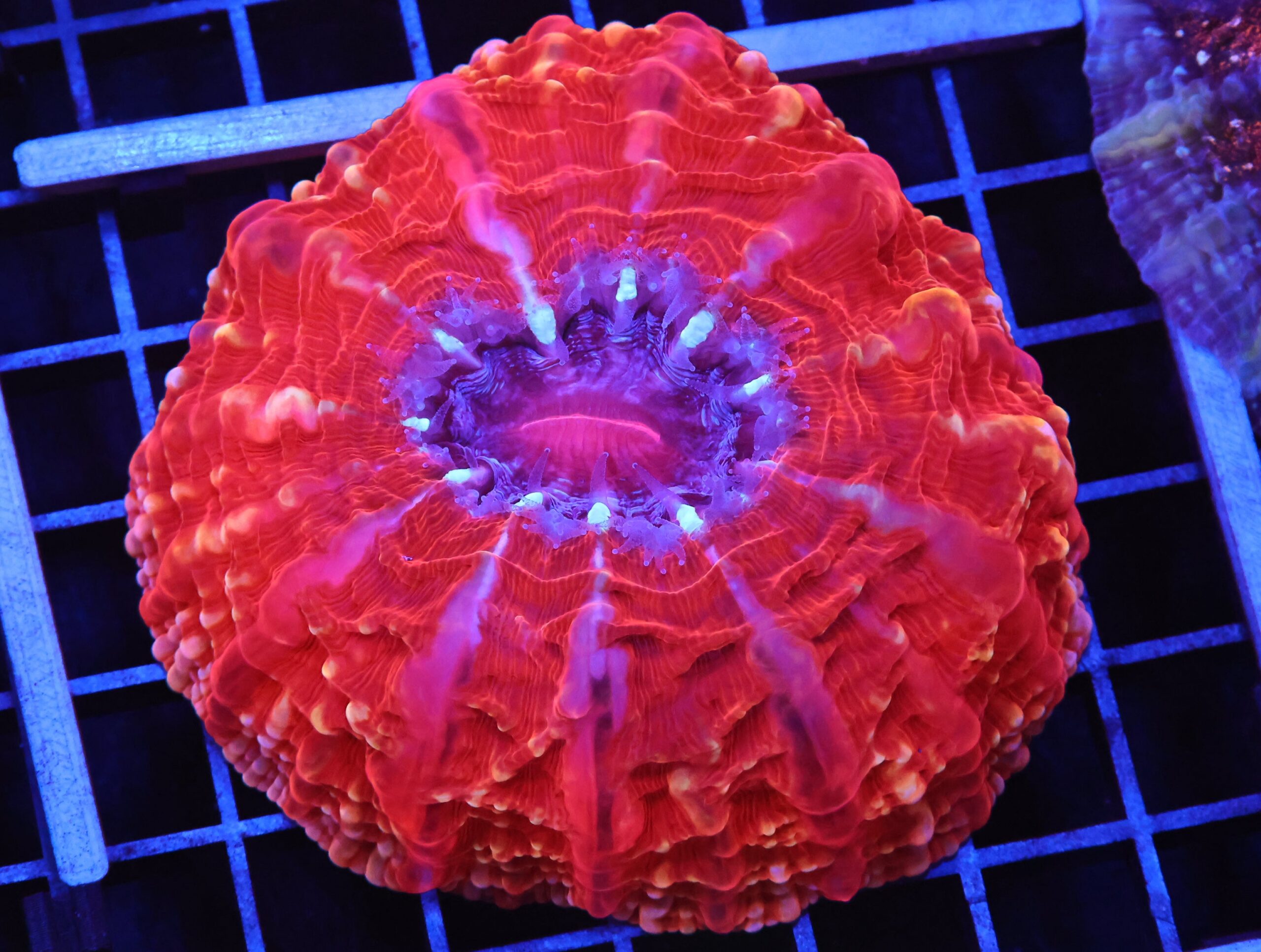 B98 -INDO QUEEN OF HEARTS CYNARINA