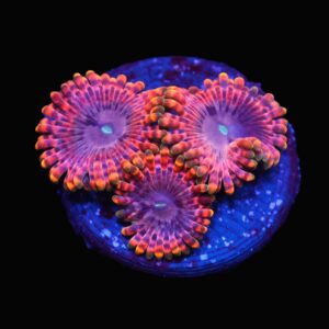 C05 - SDC FAIRY FART ZOA/PALY