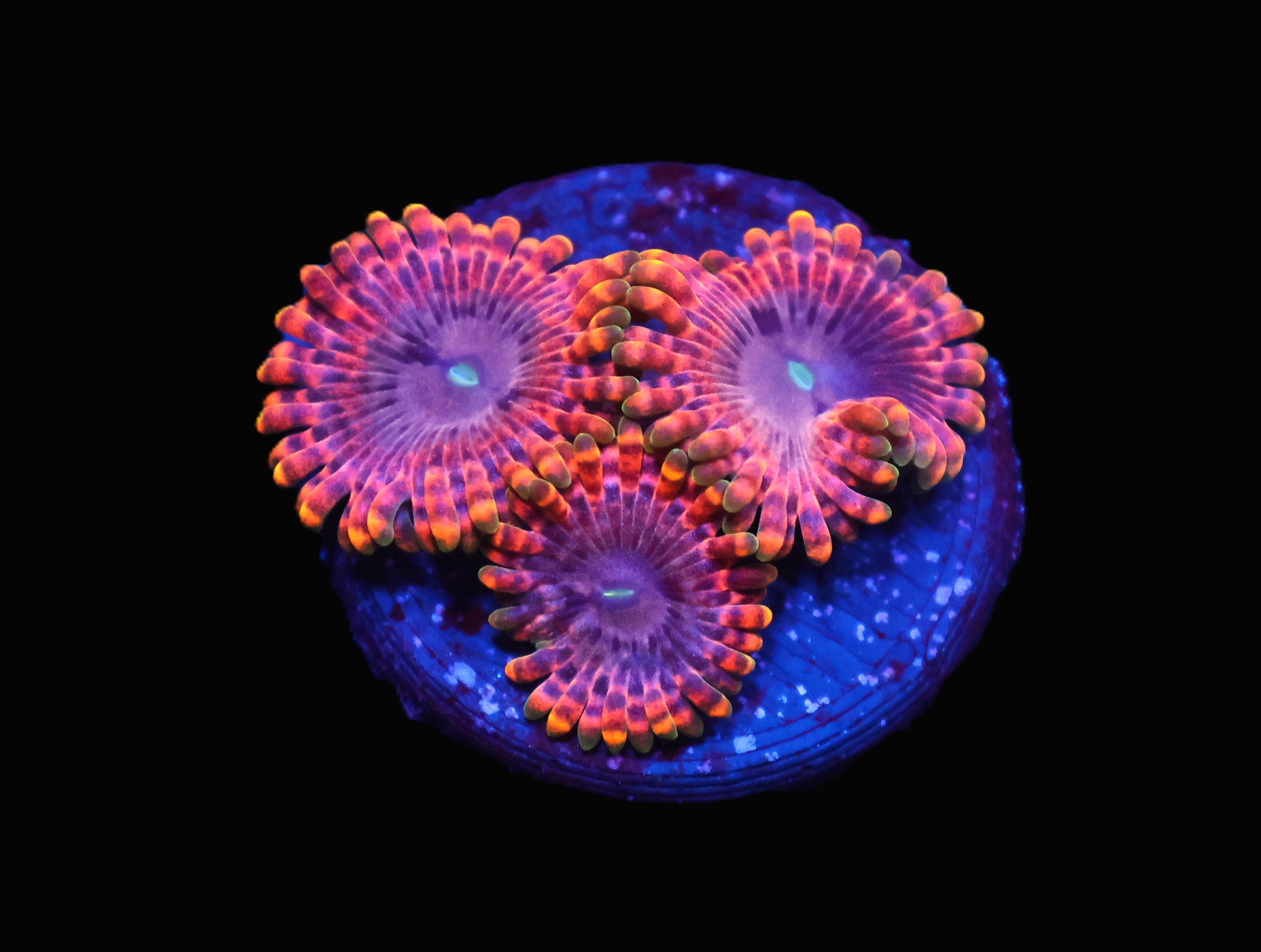 C05 - SDC FAIRY FART ZOA/PALY