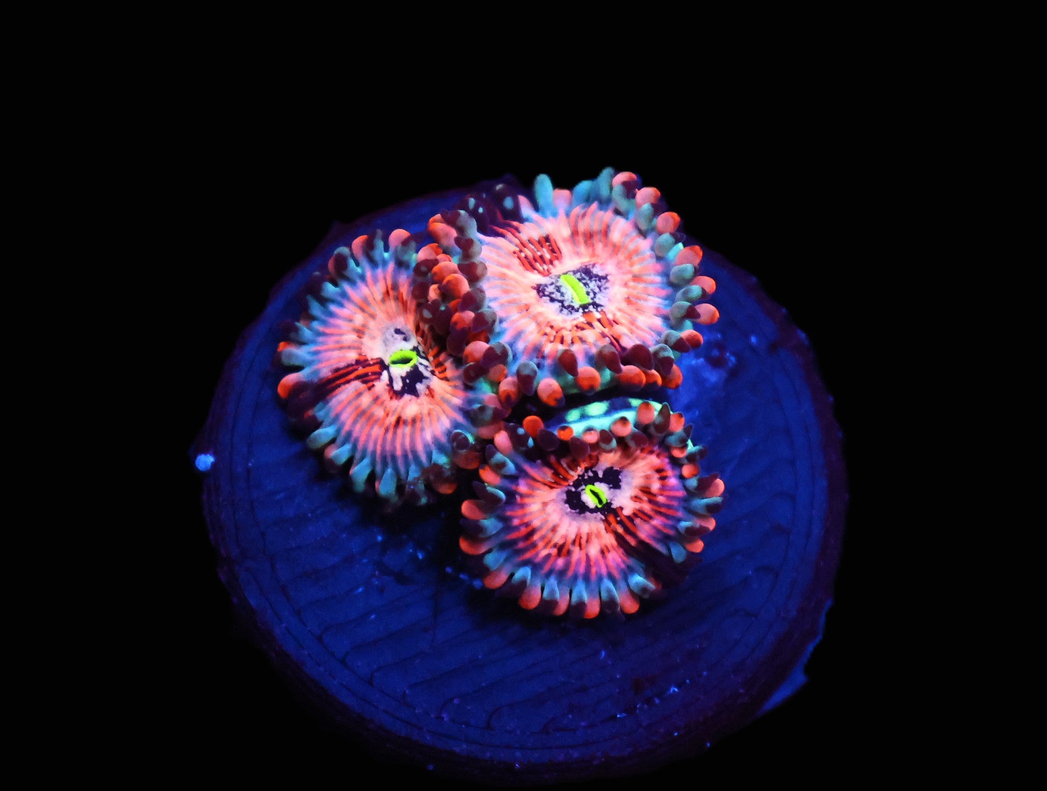 C10 - SDC WHITE ZOMBIE ZOA/PALY