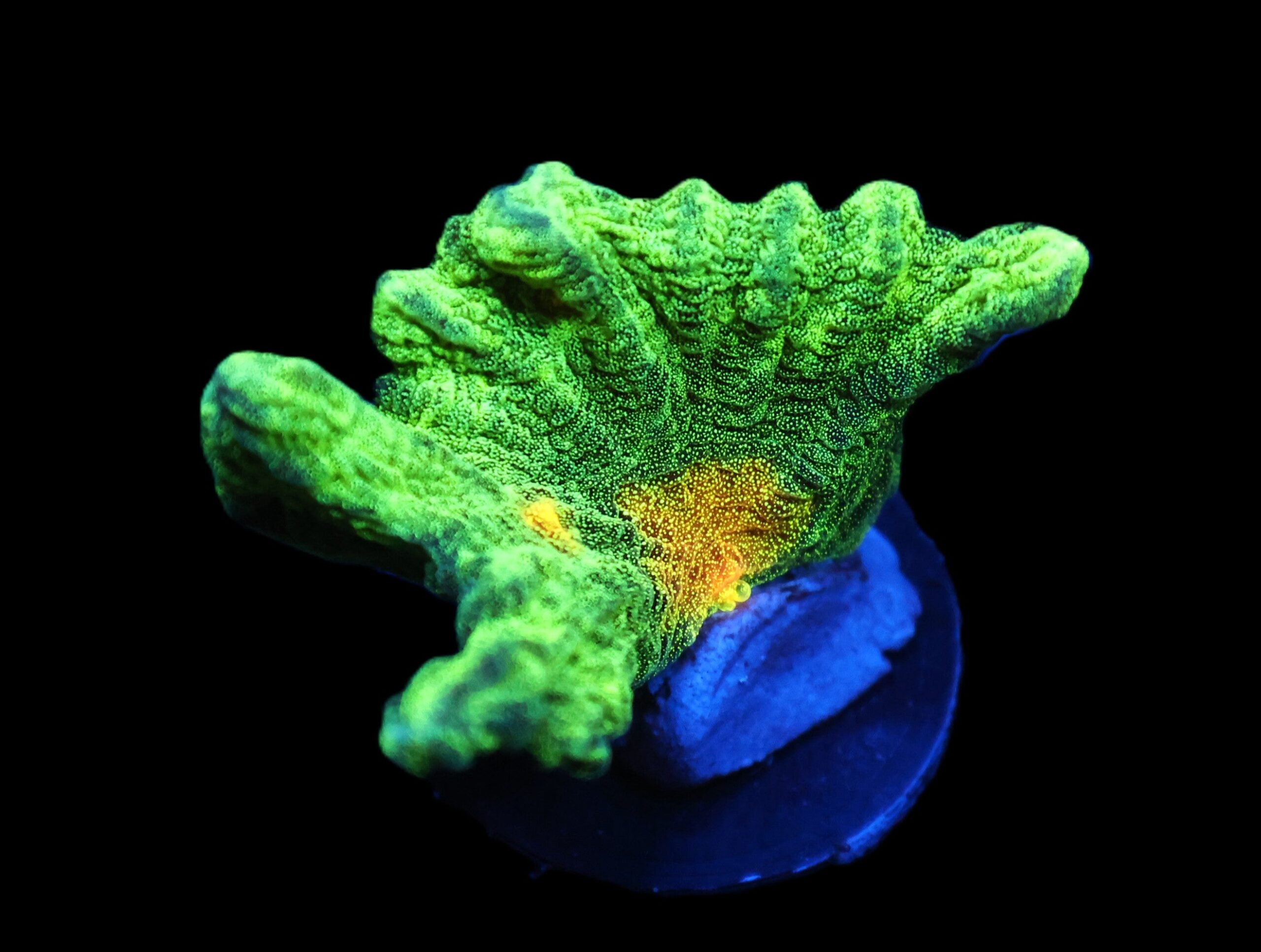 C109 - SDC SPACE INVADER PECTINIA