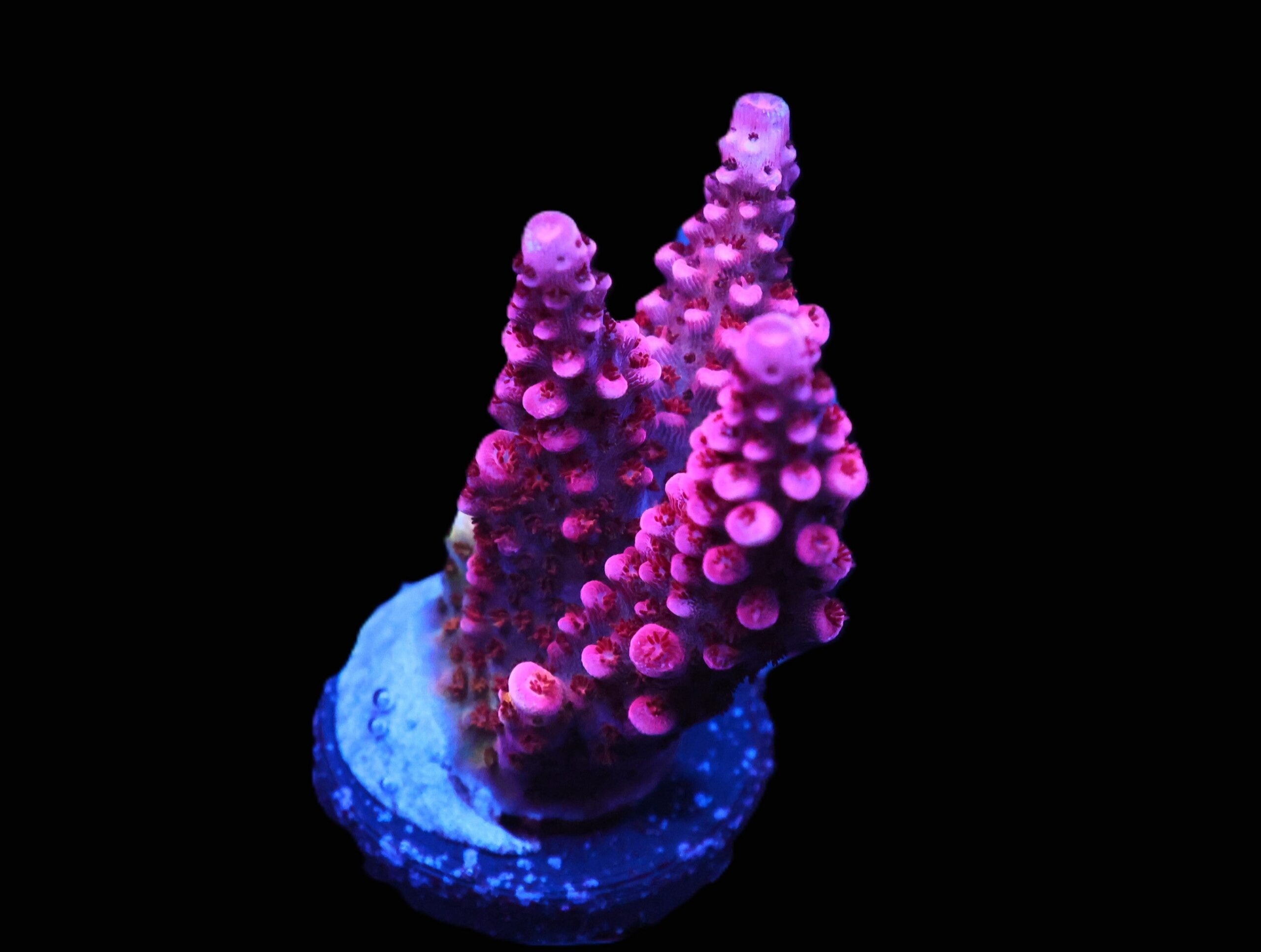 C124 - SDC RAINBOW ROMMELS ACRO L-XL FRAG