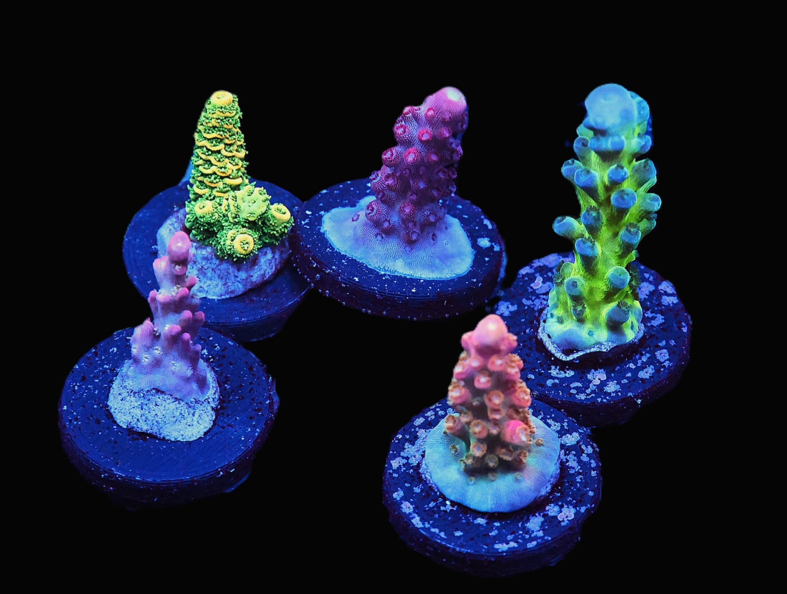 C126 - SDC ACROPORA PACK 5 PC