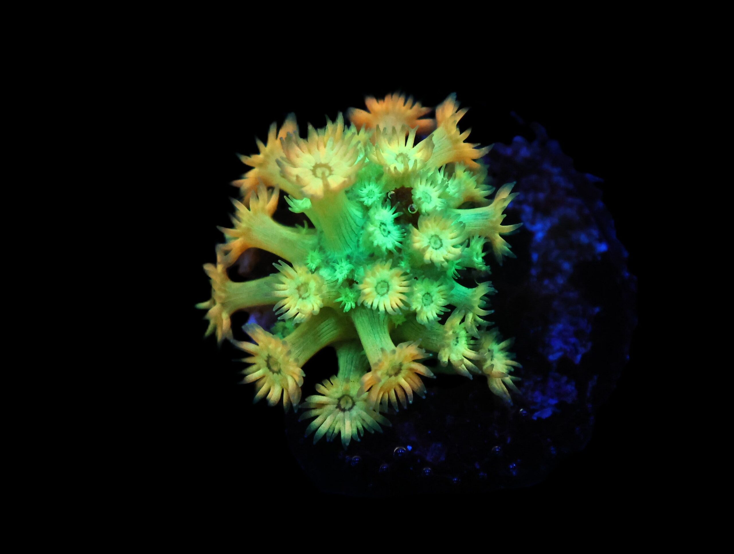 C156 - AMAZEBALLS GONIOPORA VARIANT