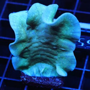 C155 - SDC MINT CHIP PAVONA XL