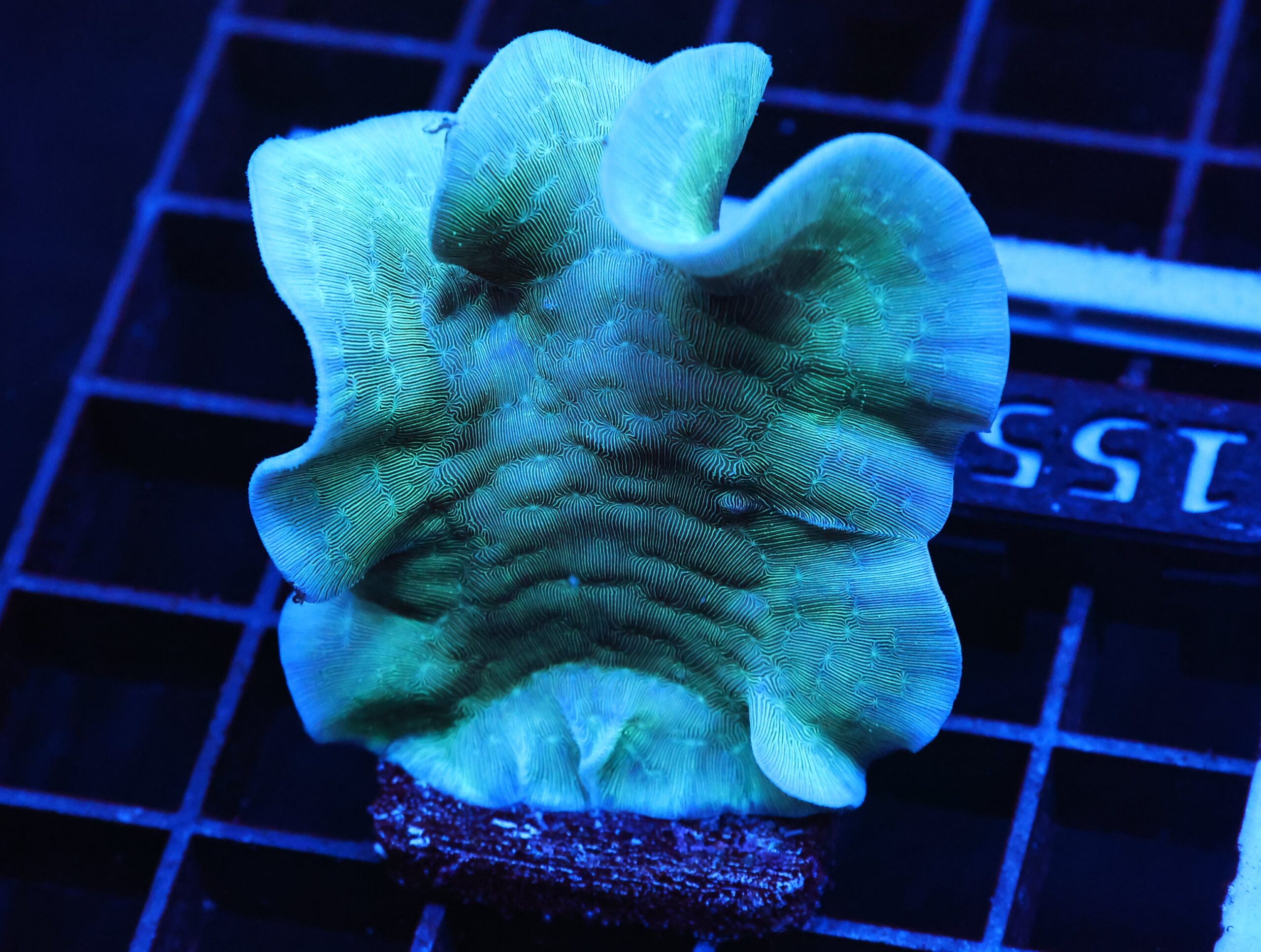 C155 - SDC MINT CHIP PAVONA XL