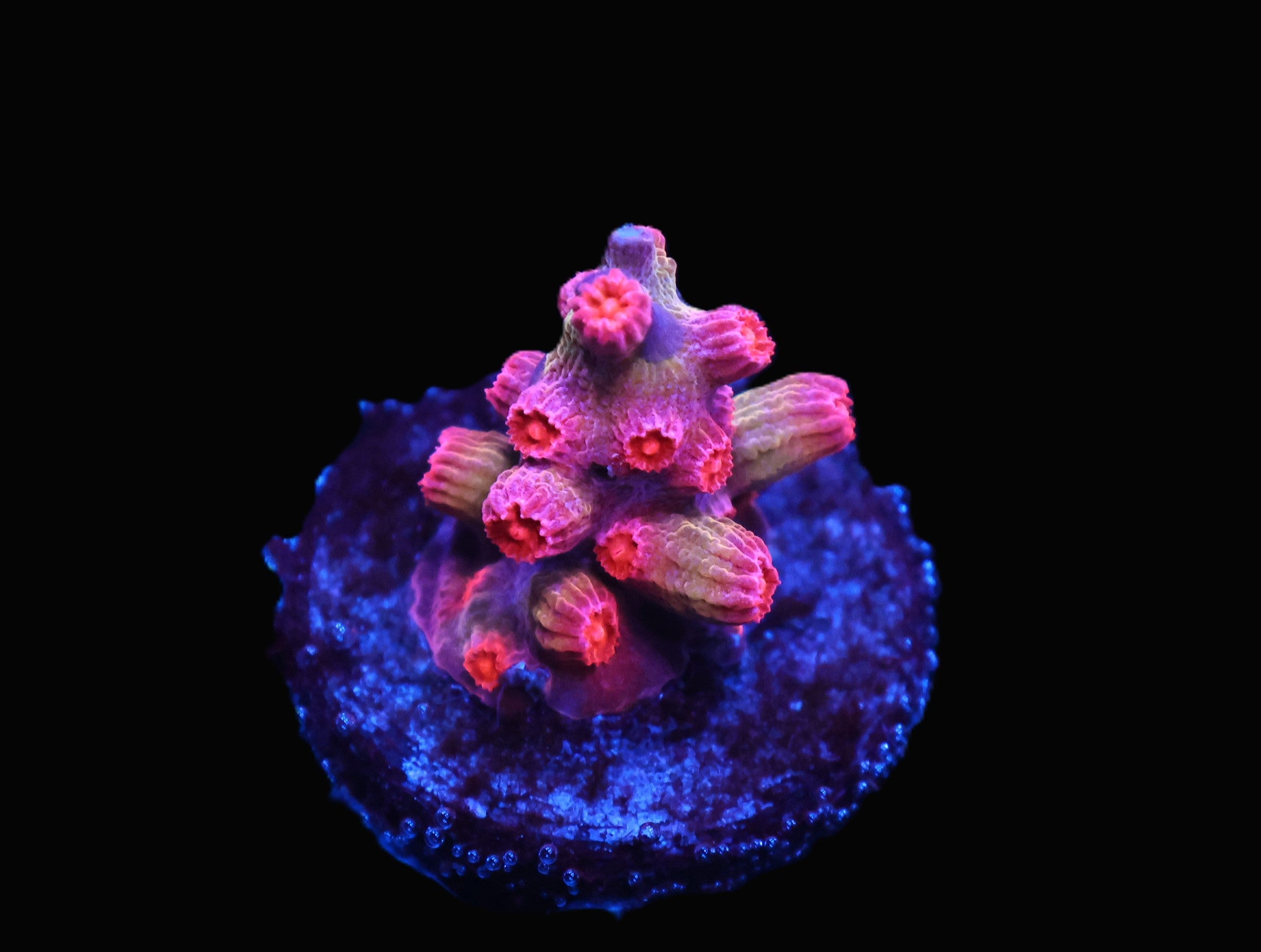 C157 - SDC RED BRANCHING CYPHASTREA