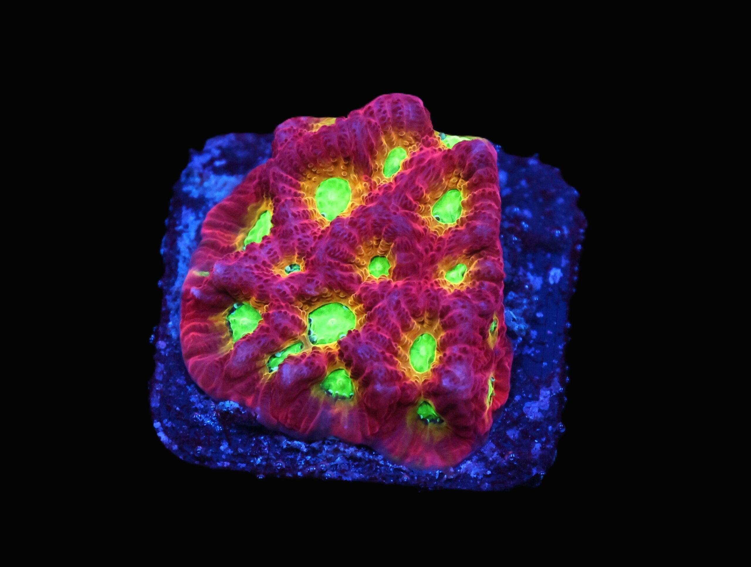 C160 - SDC JELLYBEAN FAVITES