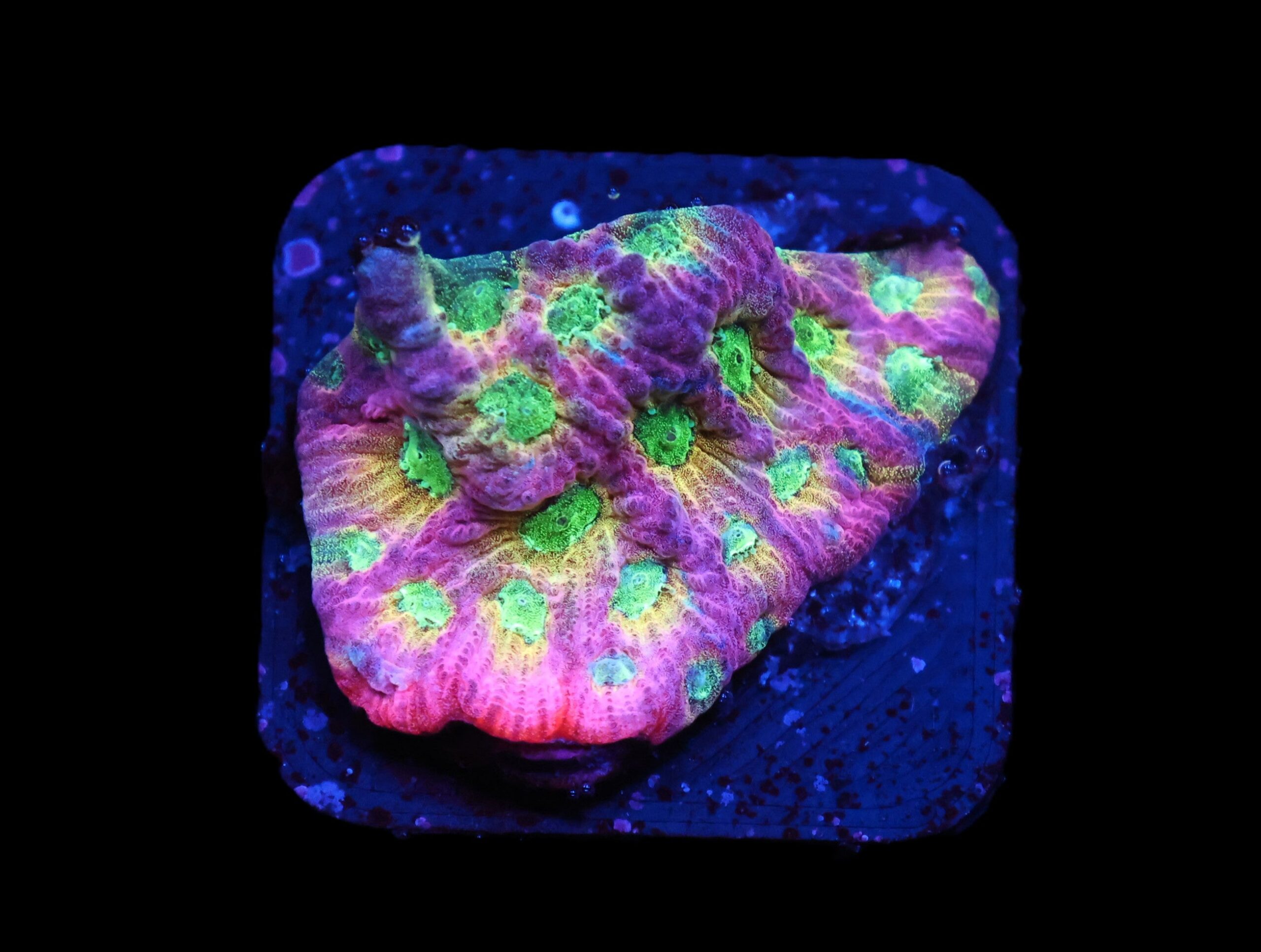 C164 - SDC DAYGLO FAVITES