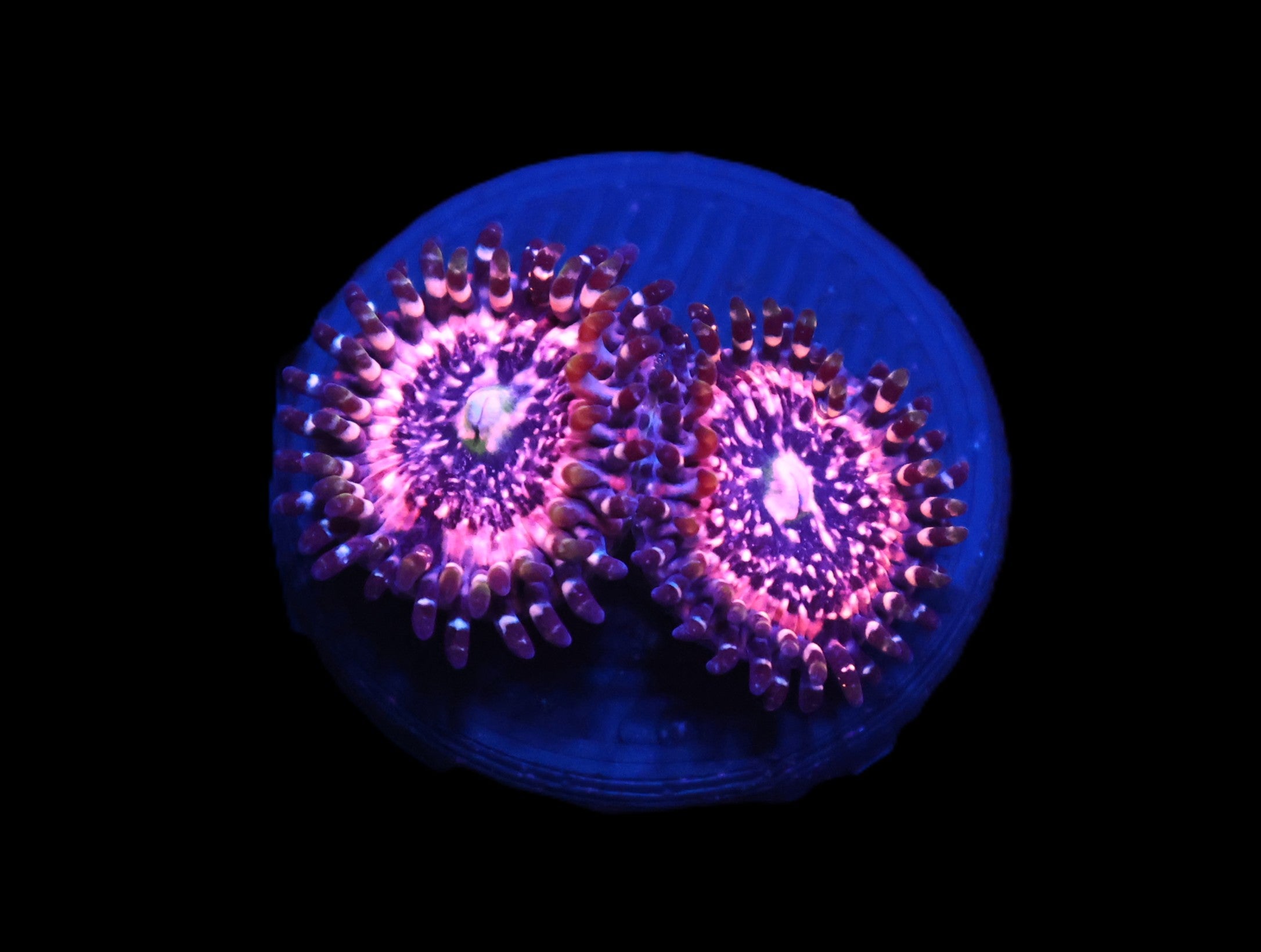 C17 - SDC PINK ZIPPER ZOA/PALY