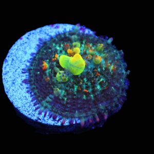 C22 - SDC OG BOUNCE MUSHROOM SMALL