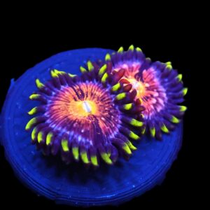 C24 - SDC NIRVANA ZOA/PALY