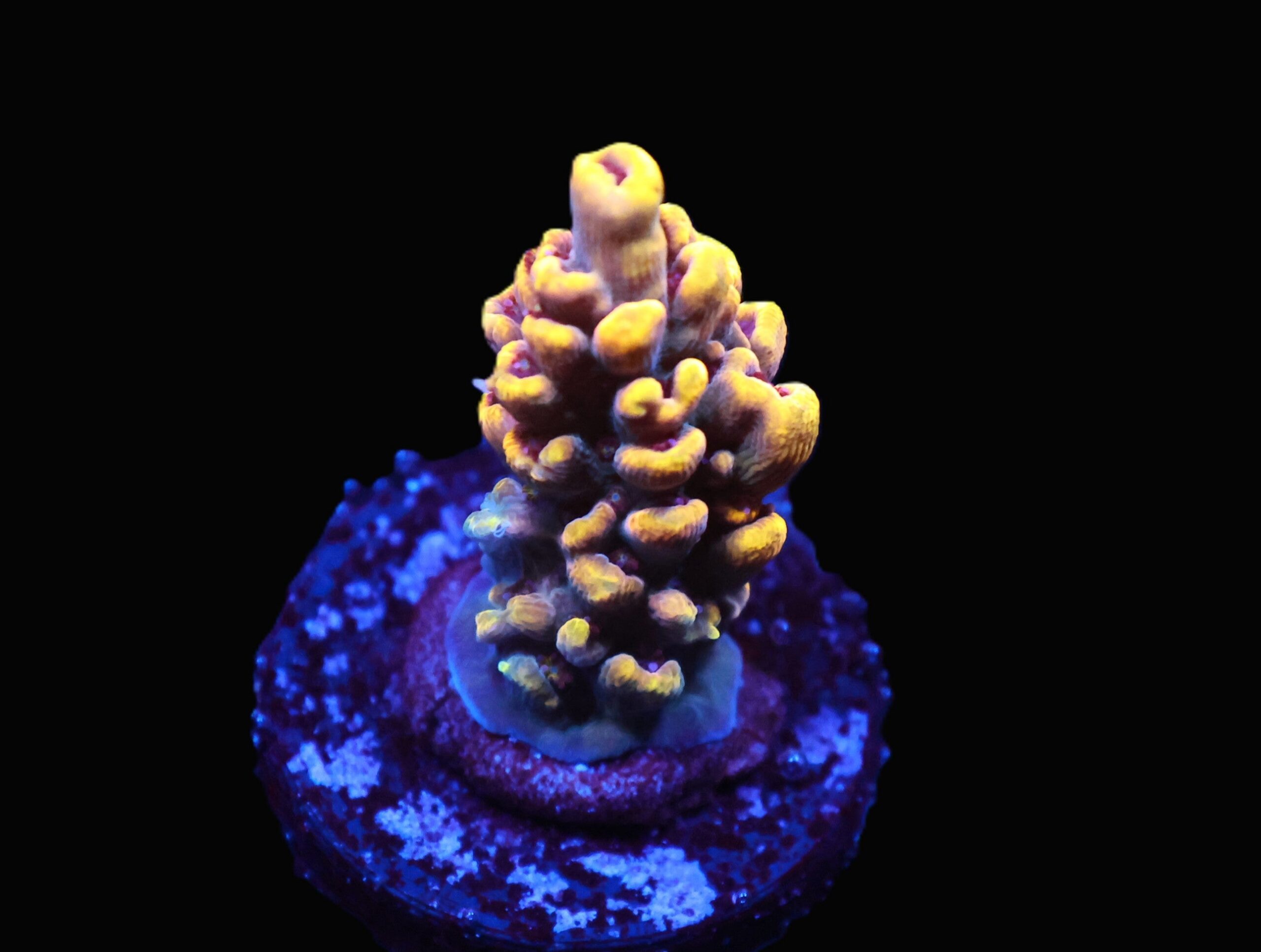 C245 - WWC AFTERPARTY ACRO