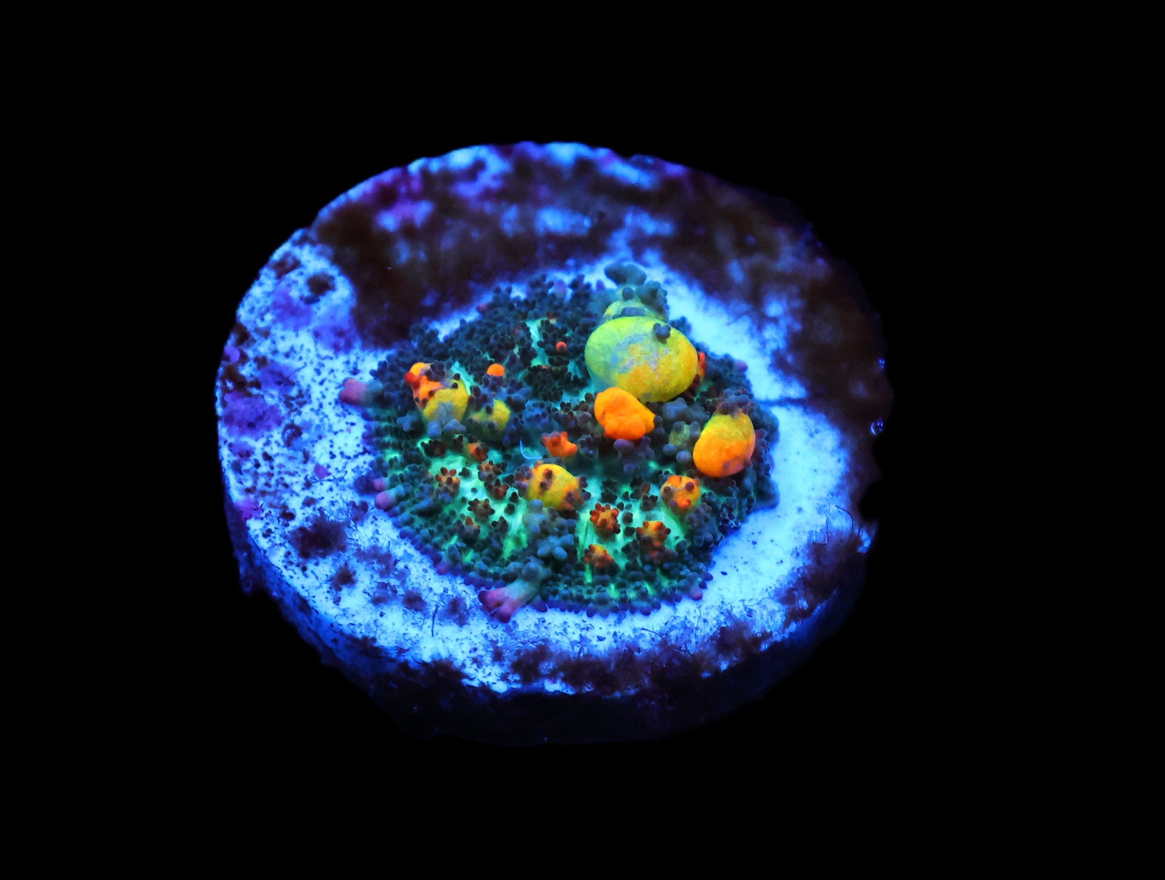 C260 - SDC MULTICOLOR BOUNCE RHODACTIS MUSHROOM SMALL