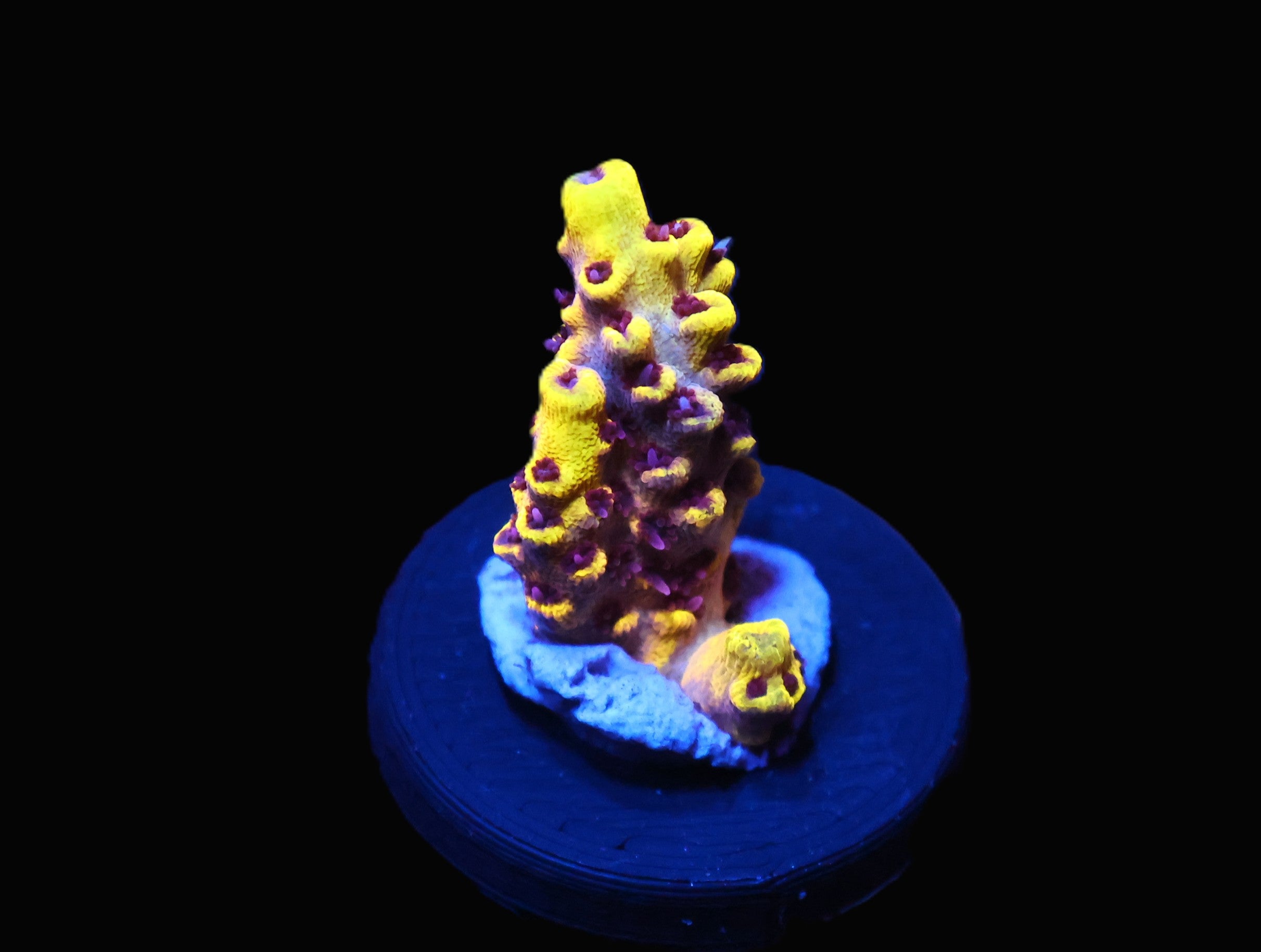 C266 - SDC KID FLASH ACRO