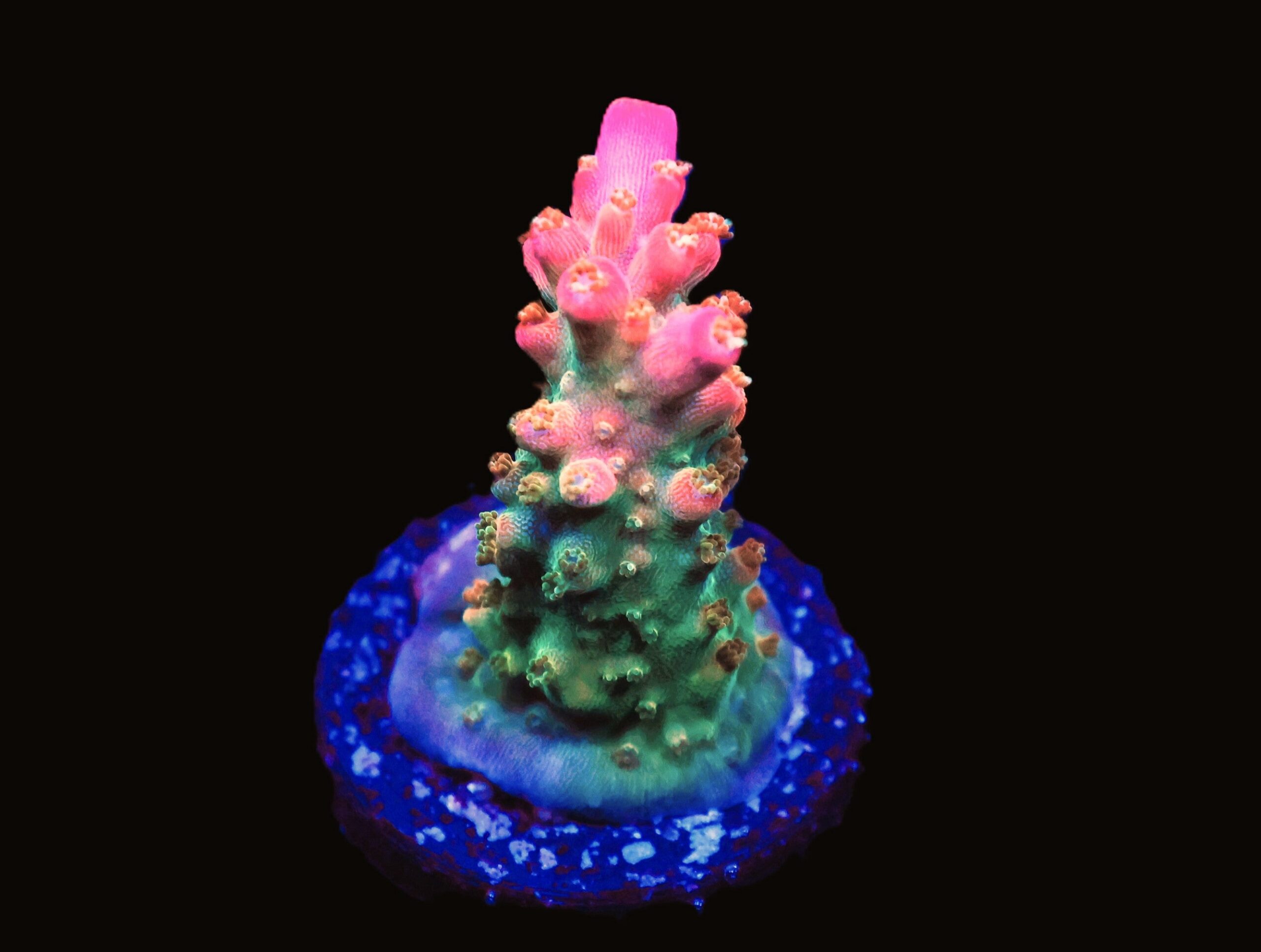 C267 - SDC CRUNCH BERRY ACRO