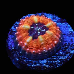 C287 - CAPTIVE SPAWNED AUSSIE LOBO