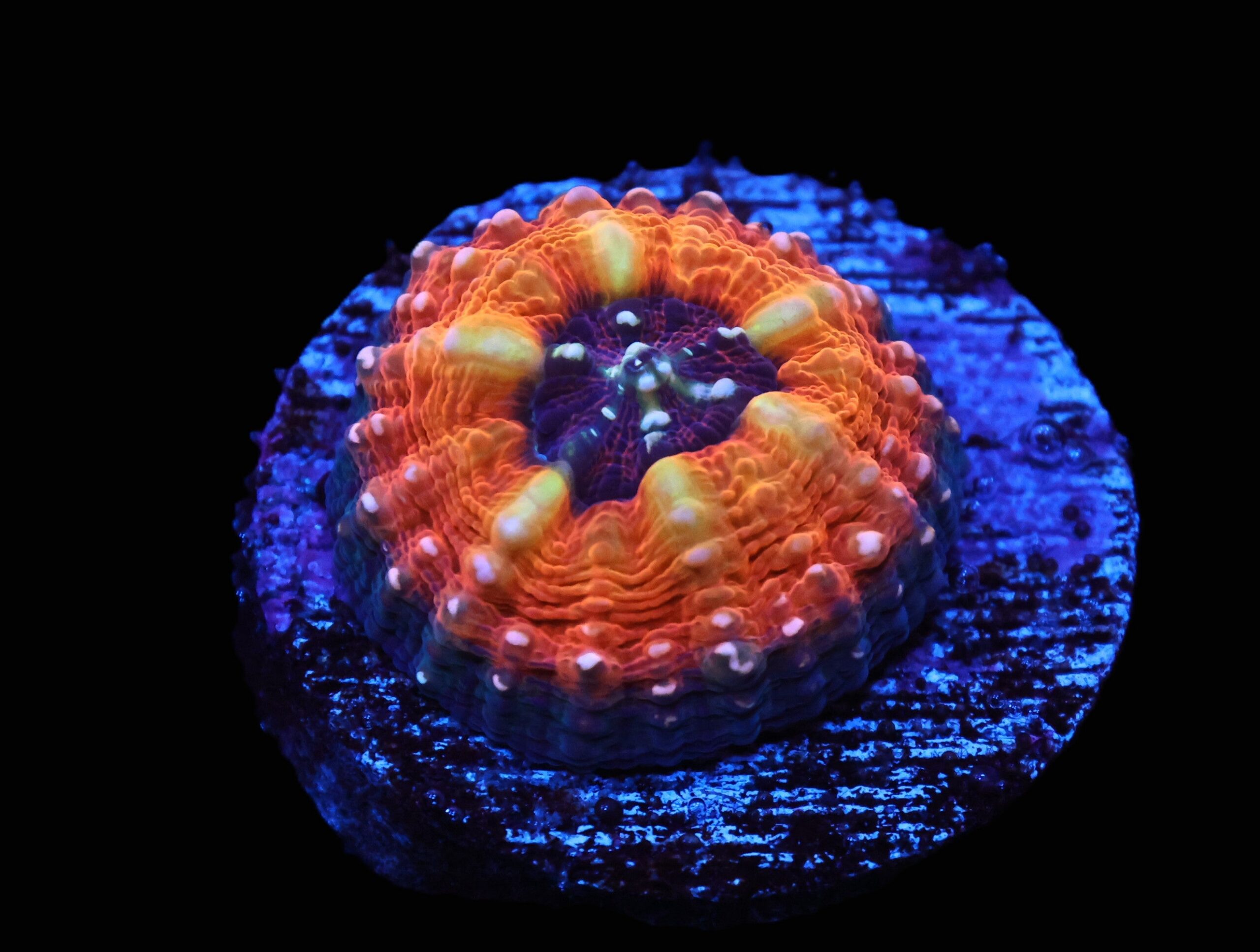 C287 - CAPTIVE SPAWNED AUSSIE LOBO