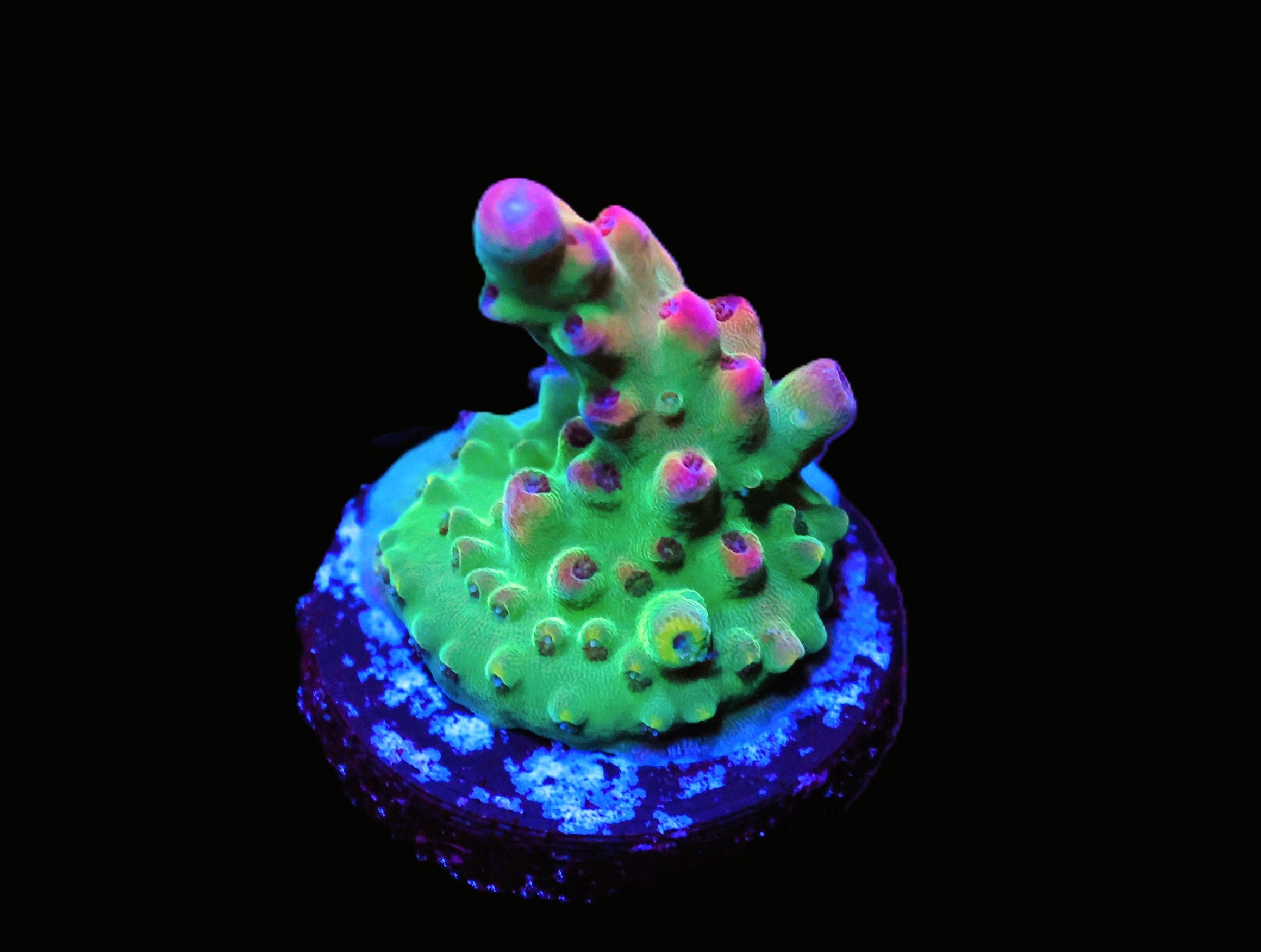 C290 - SDC GOTHIC GIRL ACRO