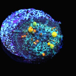 C36 - SDC OG BOUNCE MUSHROOM SMALL