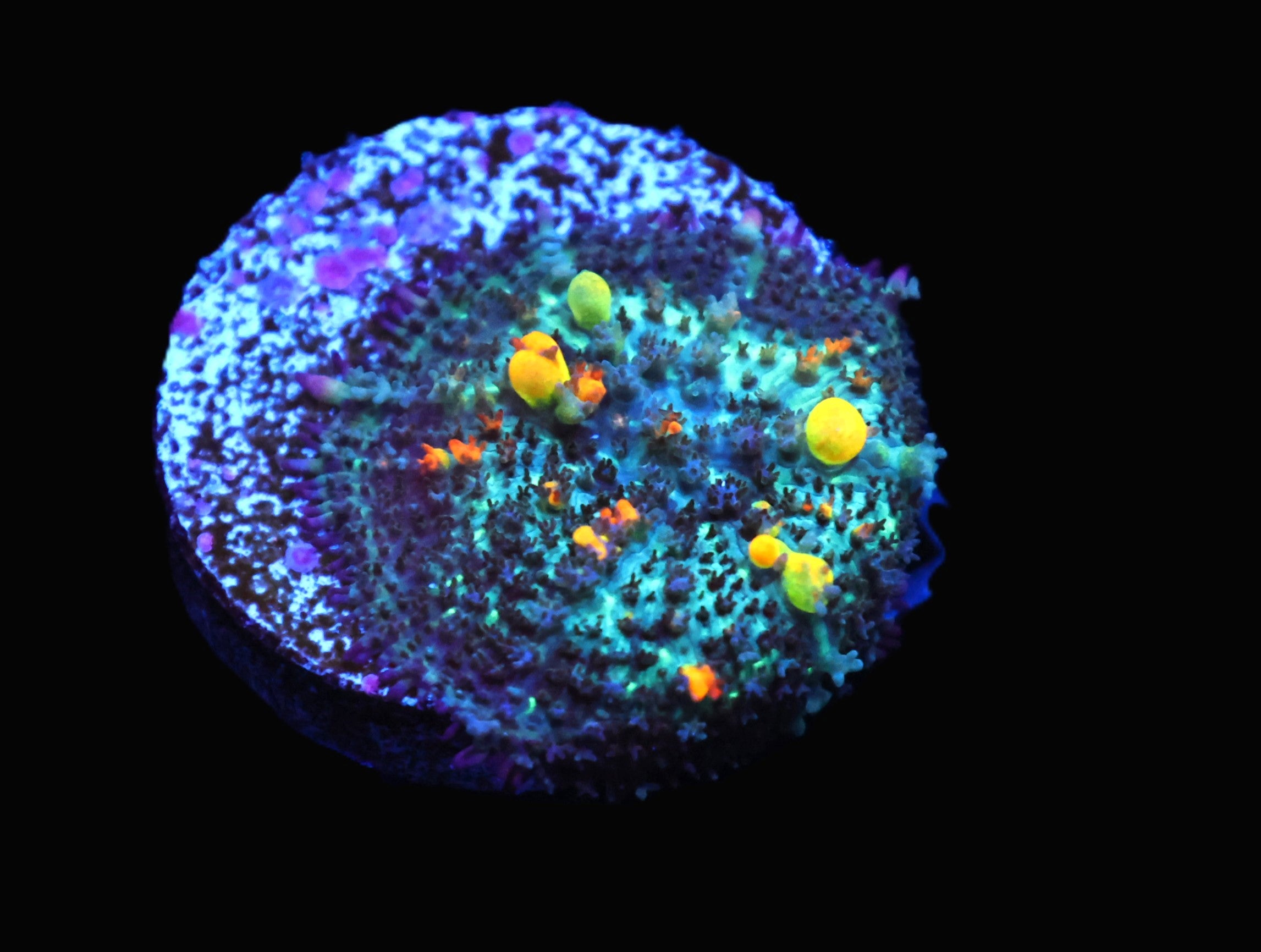 C36 - SDC OG BOUNCE MUSHROOM SMALL