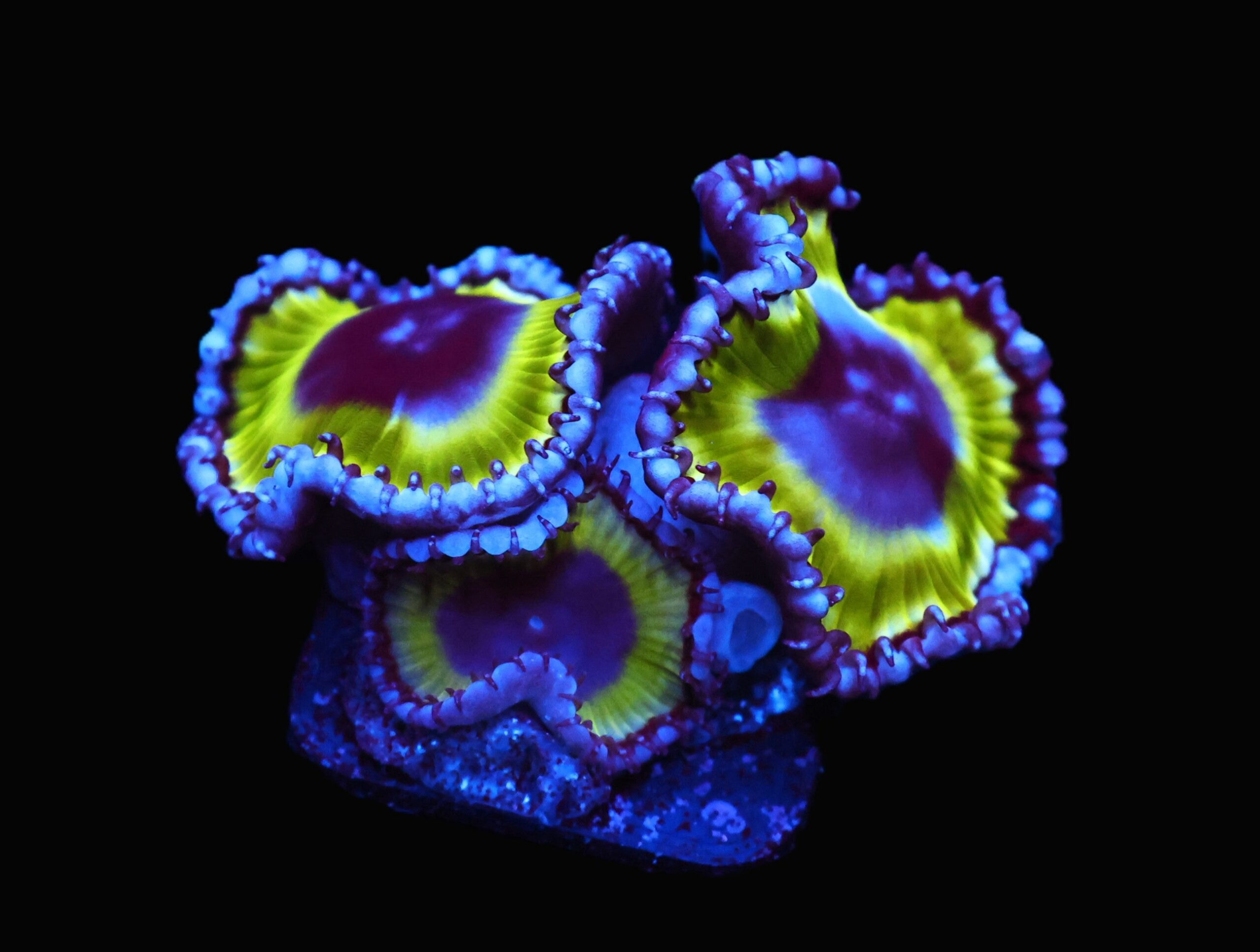 C61 - SDC GRANDIS ZOA/PALY