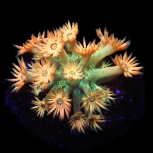 C66 - AMAZEBALLS GONIOPORA VARIANT