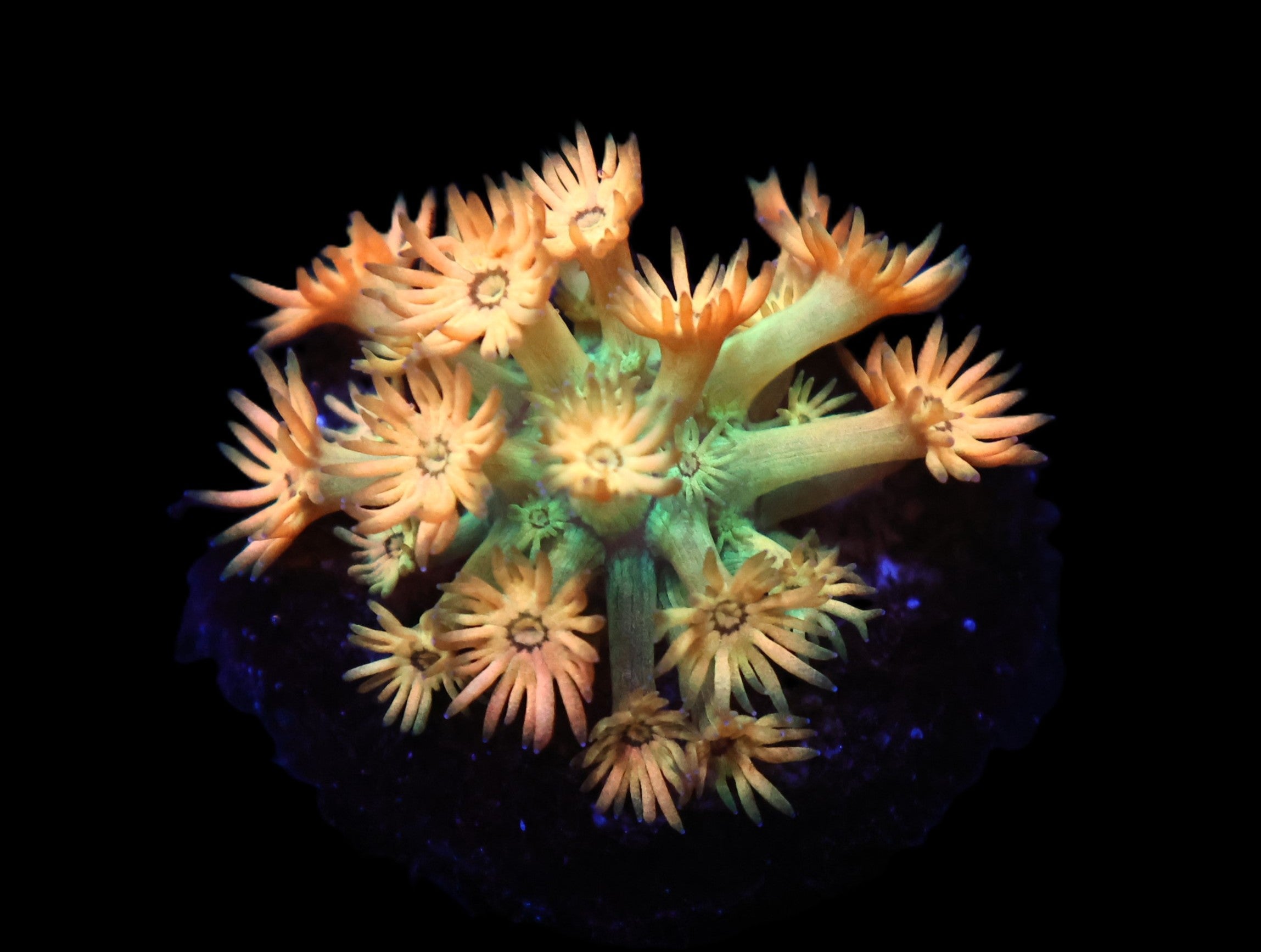 C66 - AMAZEBALLS GONIOPORA VARIANT